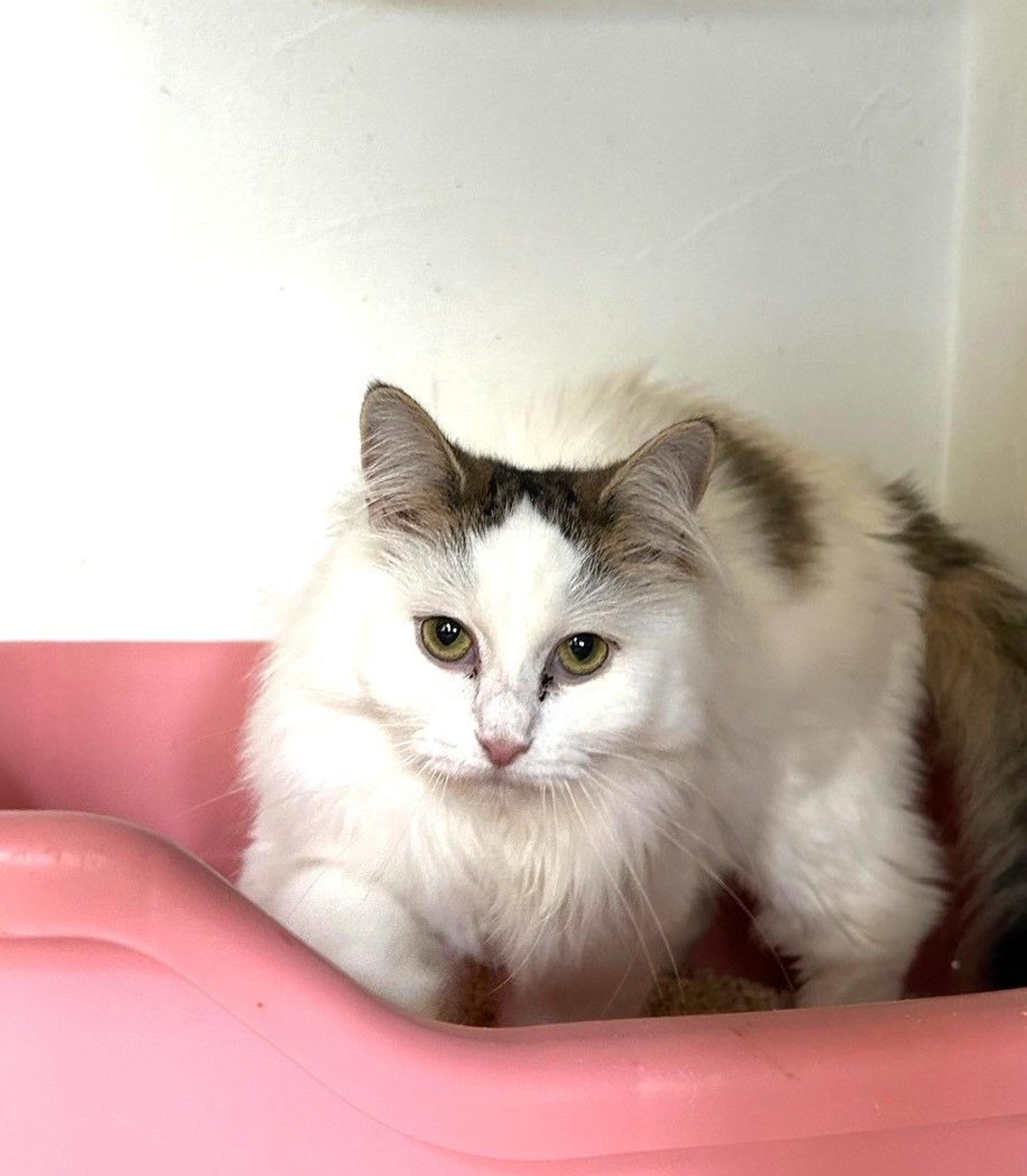 pet-image-2