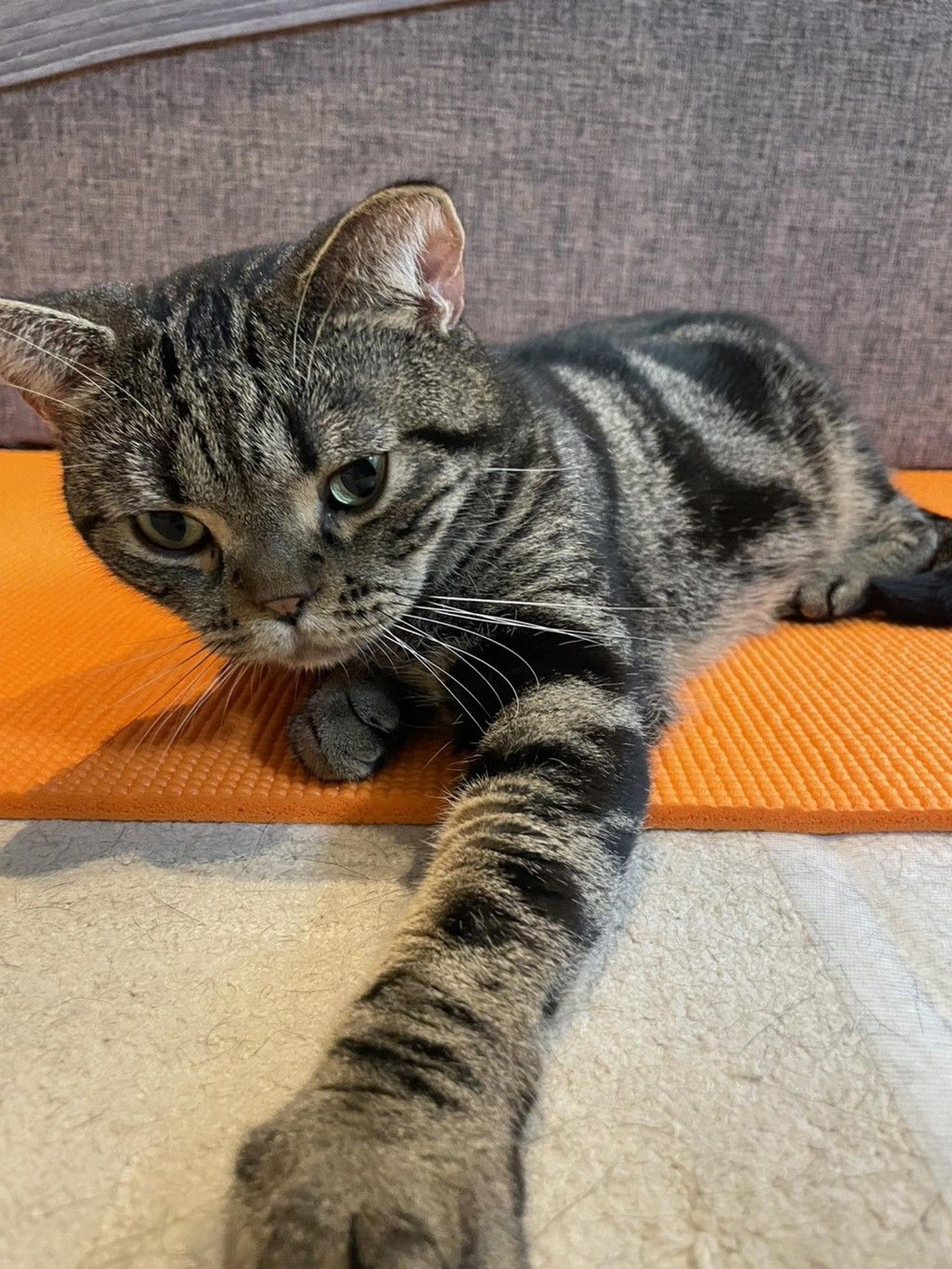 pet-image-2