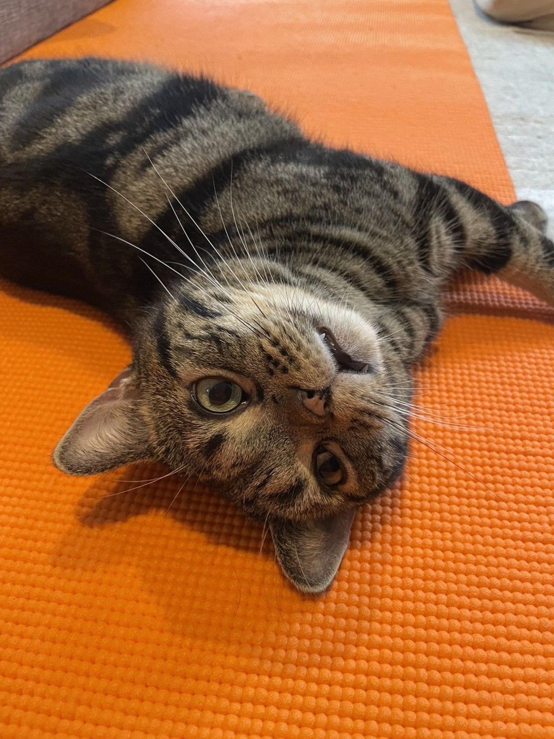 pet-image-4