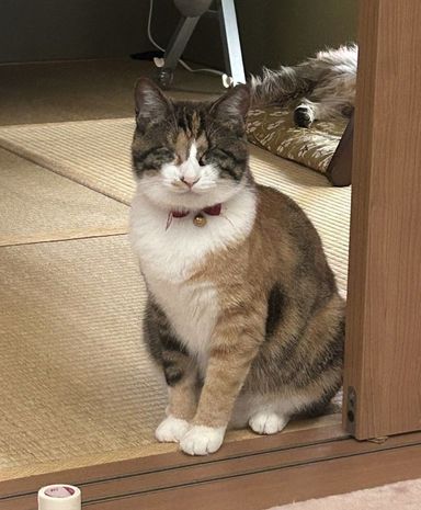 雑種（ミックス猫）・メスの里親募集の写真