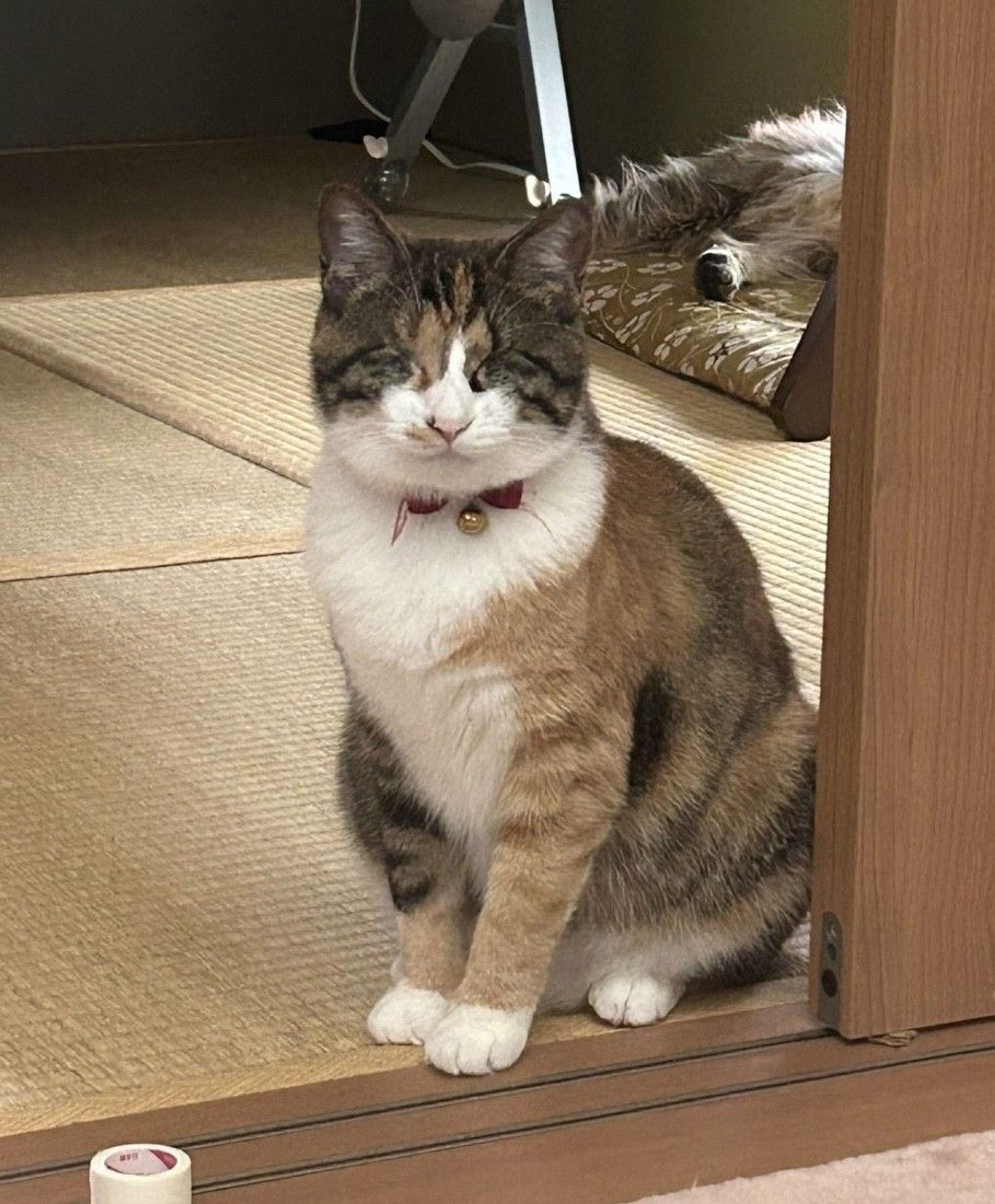 雑種（ミックス猫）・メスの里親募集の写真