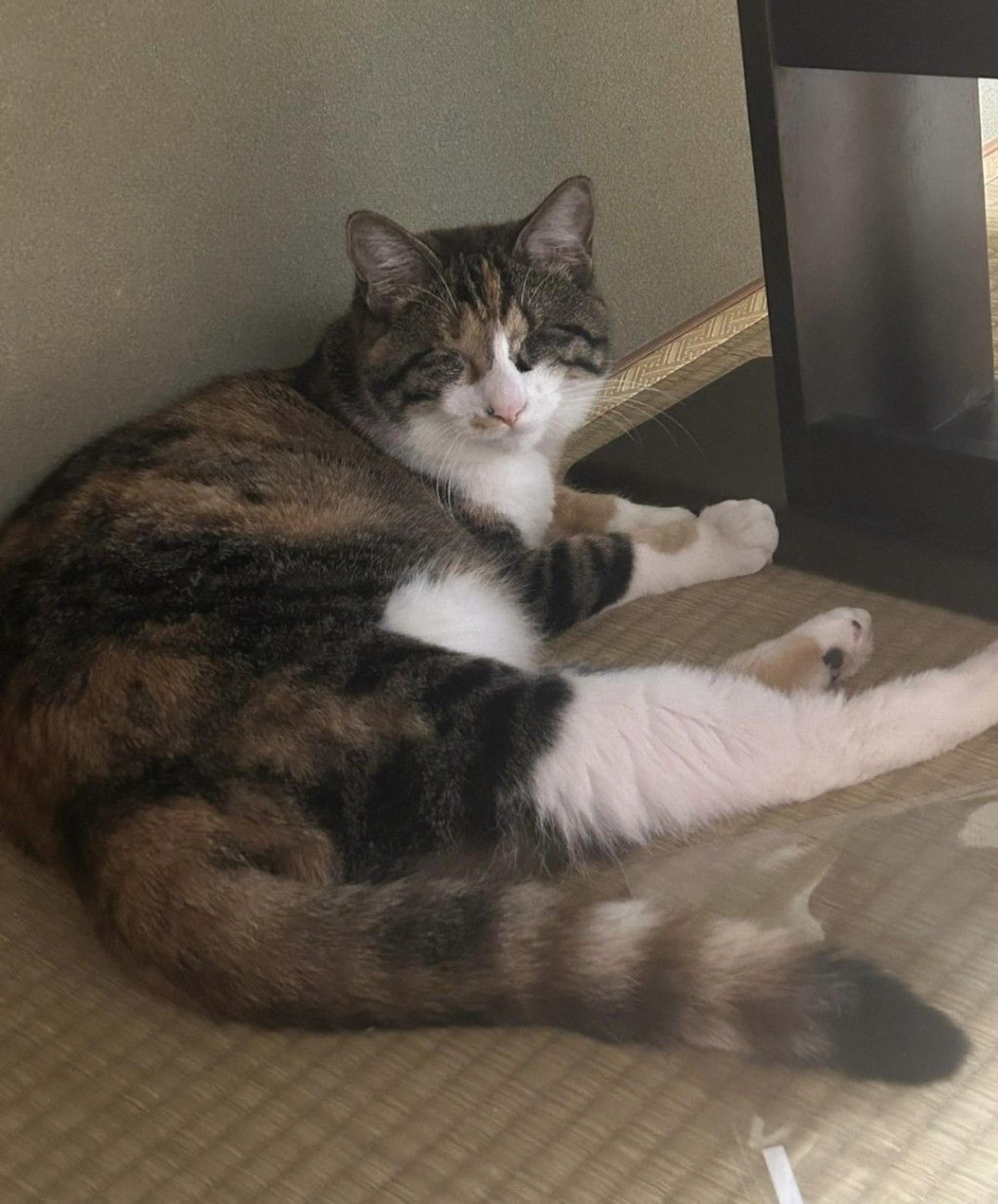 pet-image-3