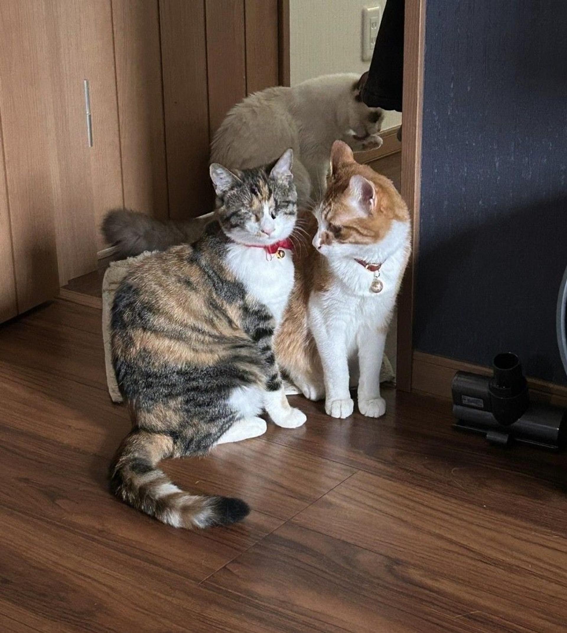 pet-image-6