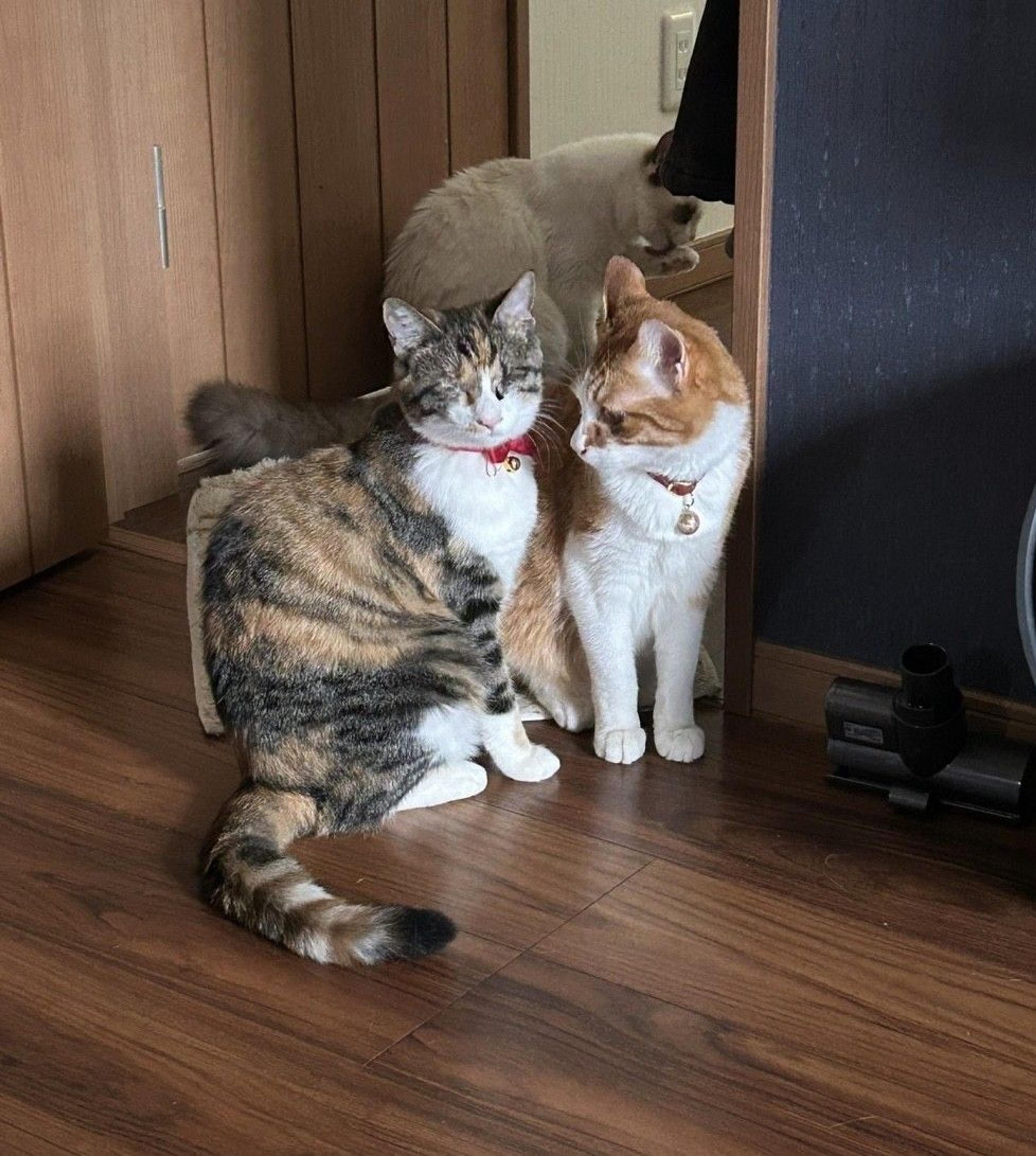 pet-image-6