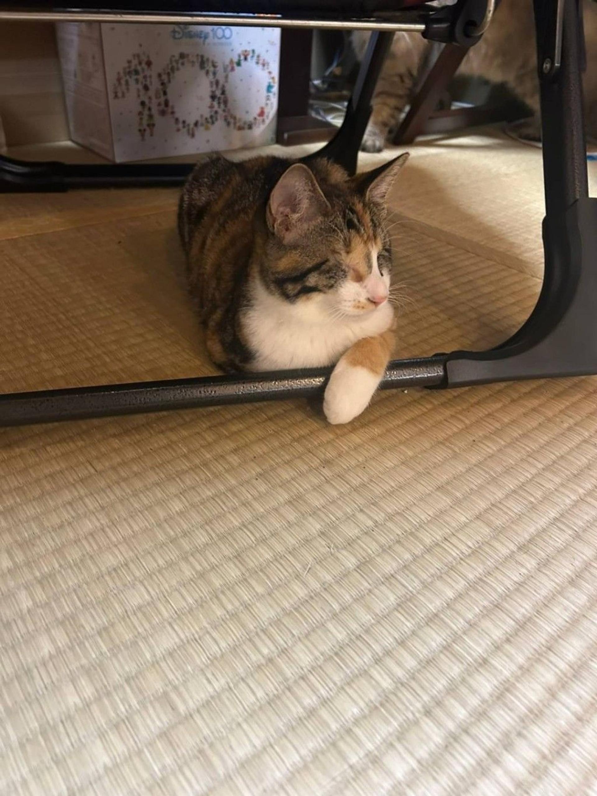 pet-image-8
