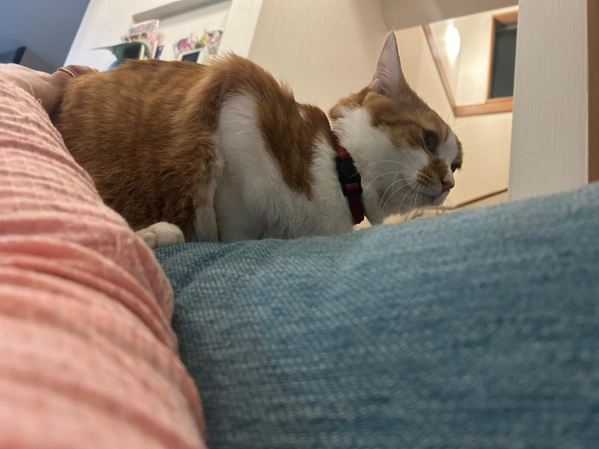 pet-image-8
