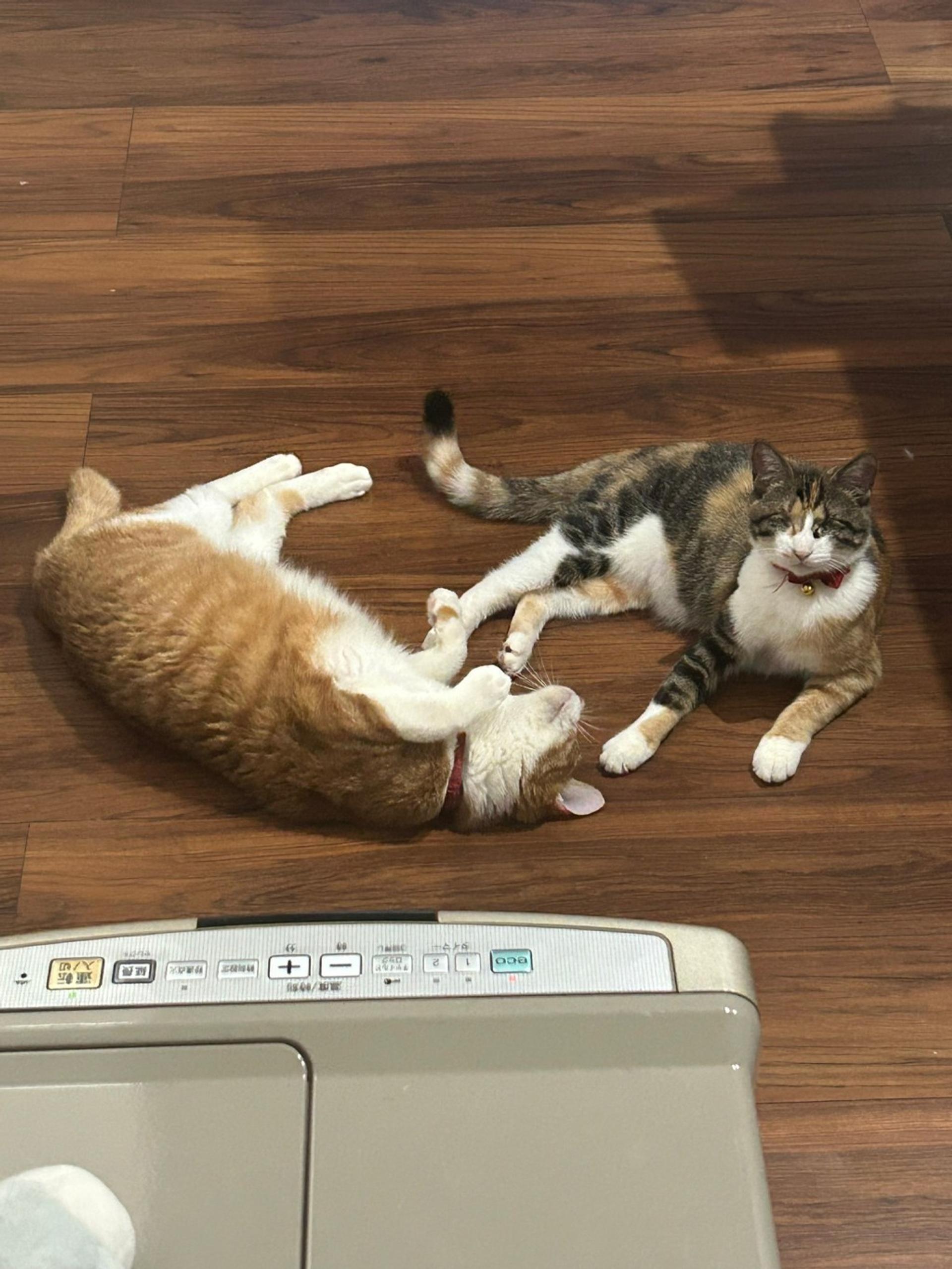 pet-image-9