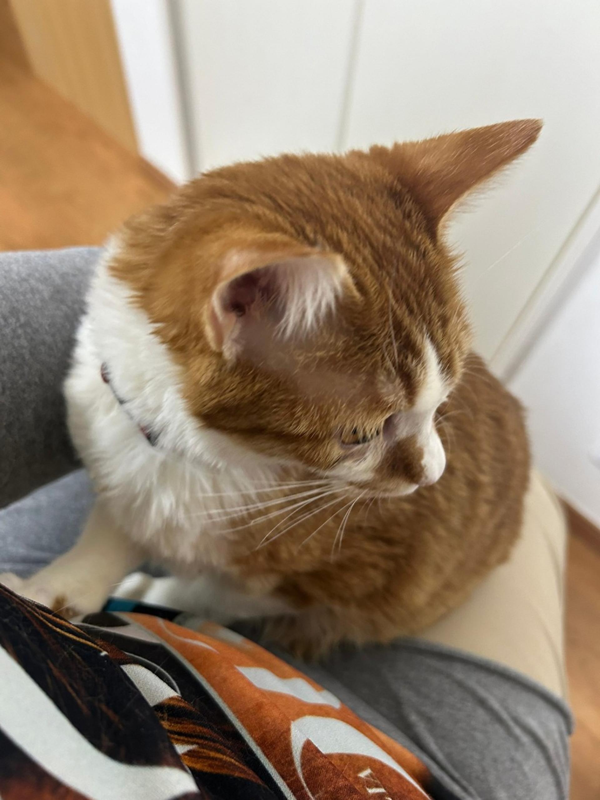 pet-image-5