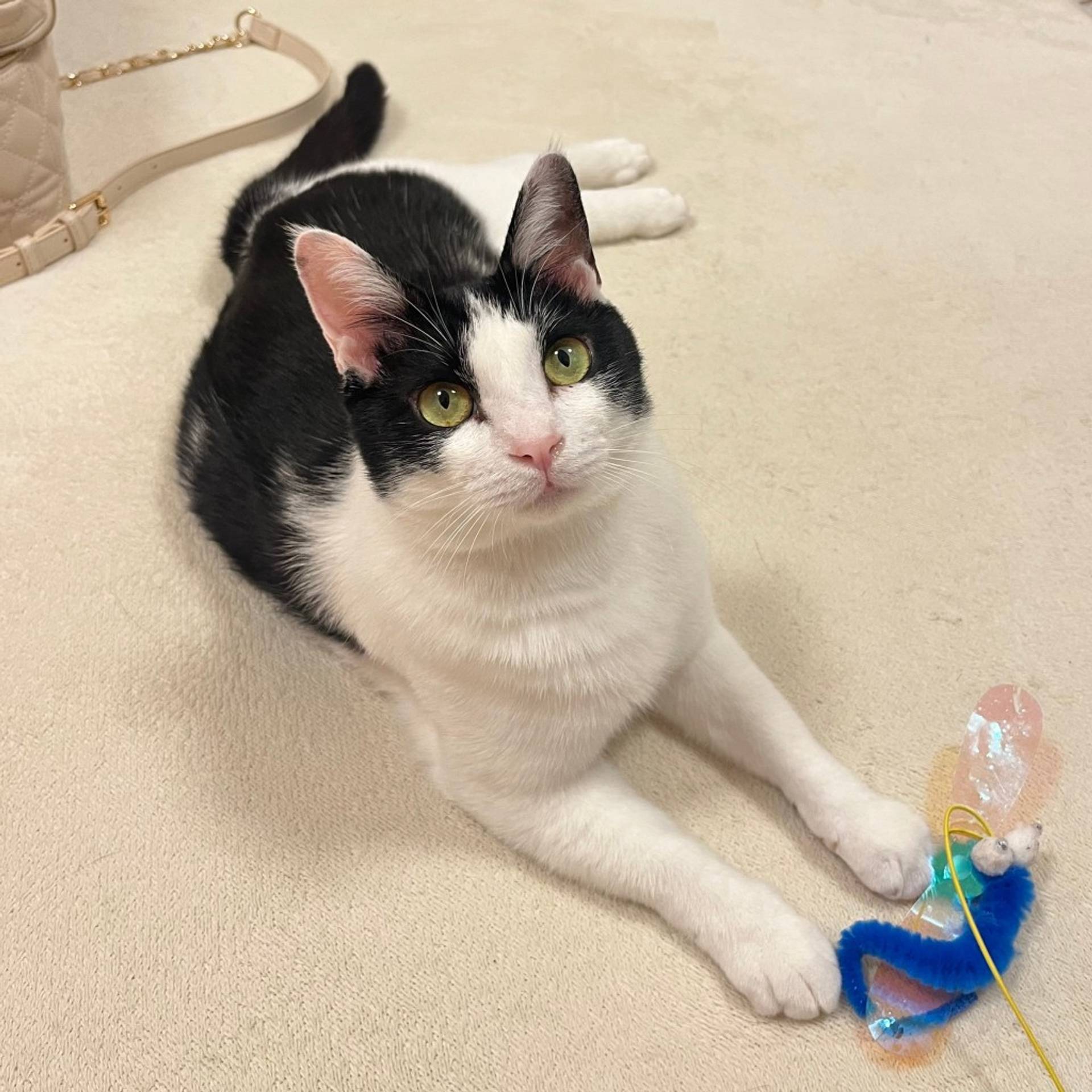 雑種（ミックス猫）・メスの里親募集の写真