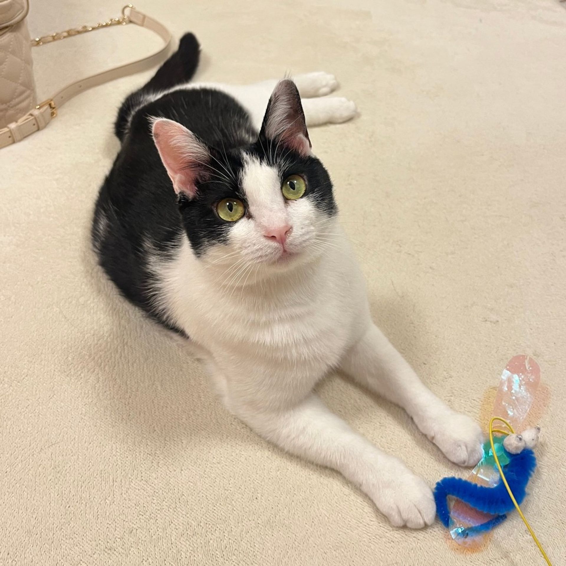 雑種（ミックス猫）・メスの里親募集の写真