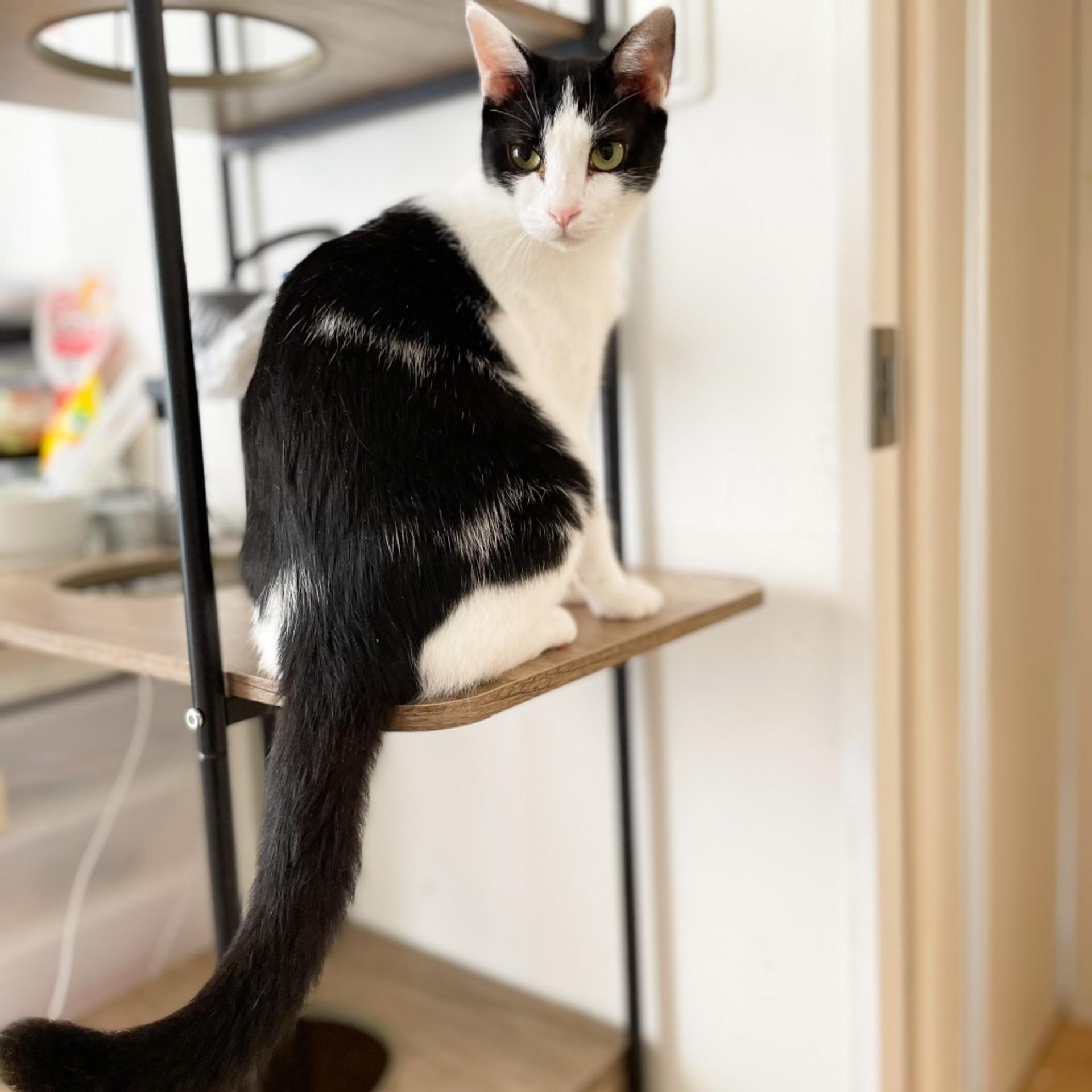 pet-image-4