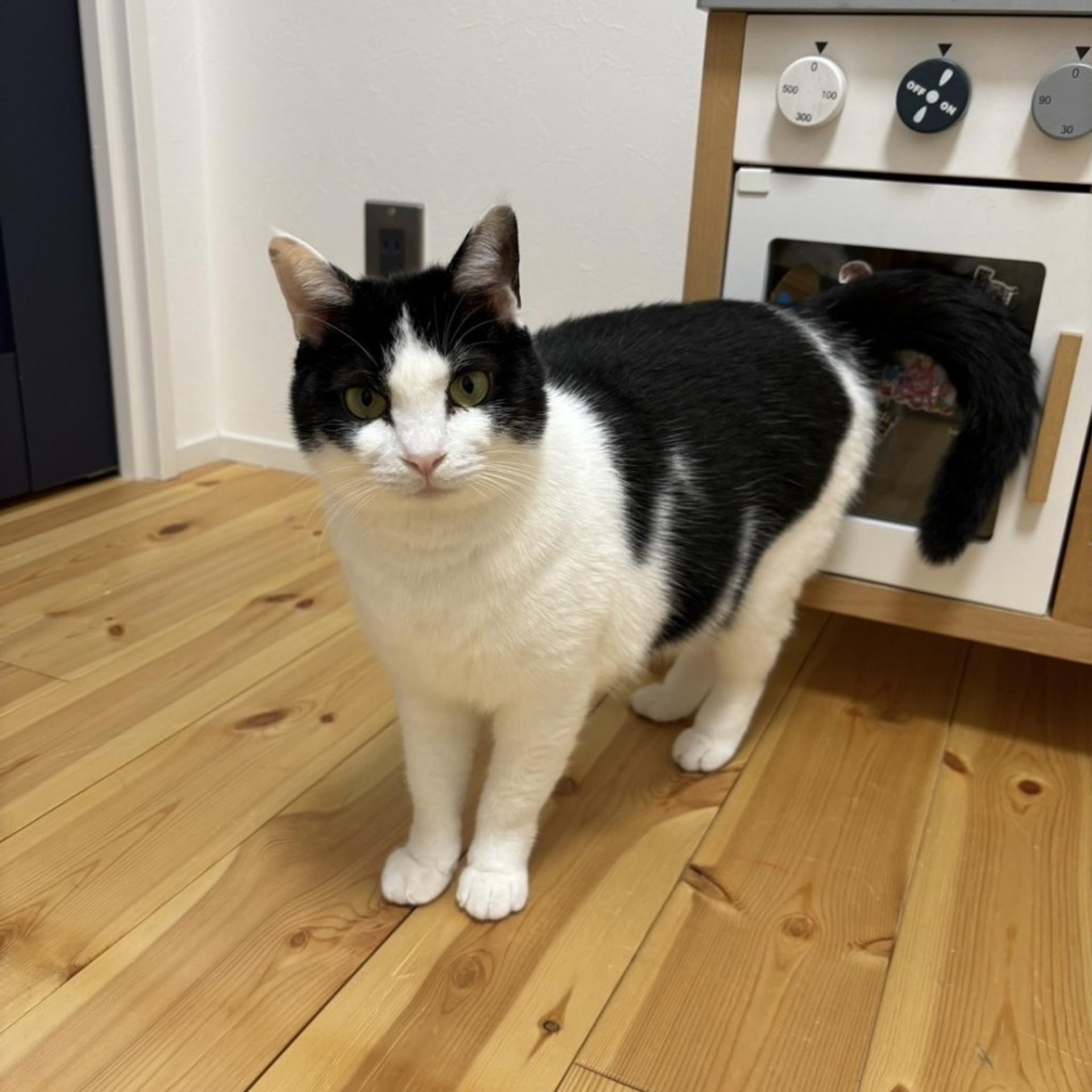 pet-image-5