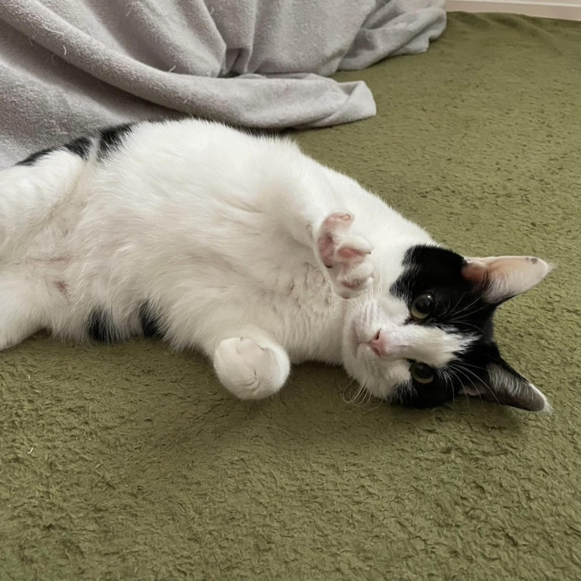 pet-image-3