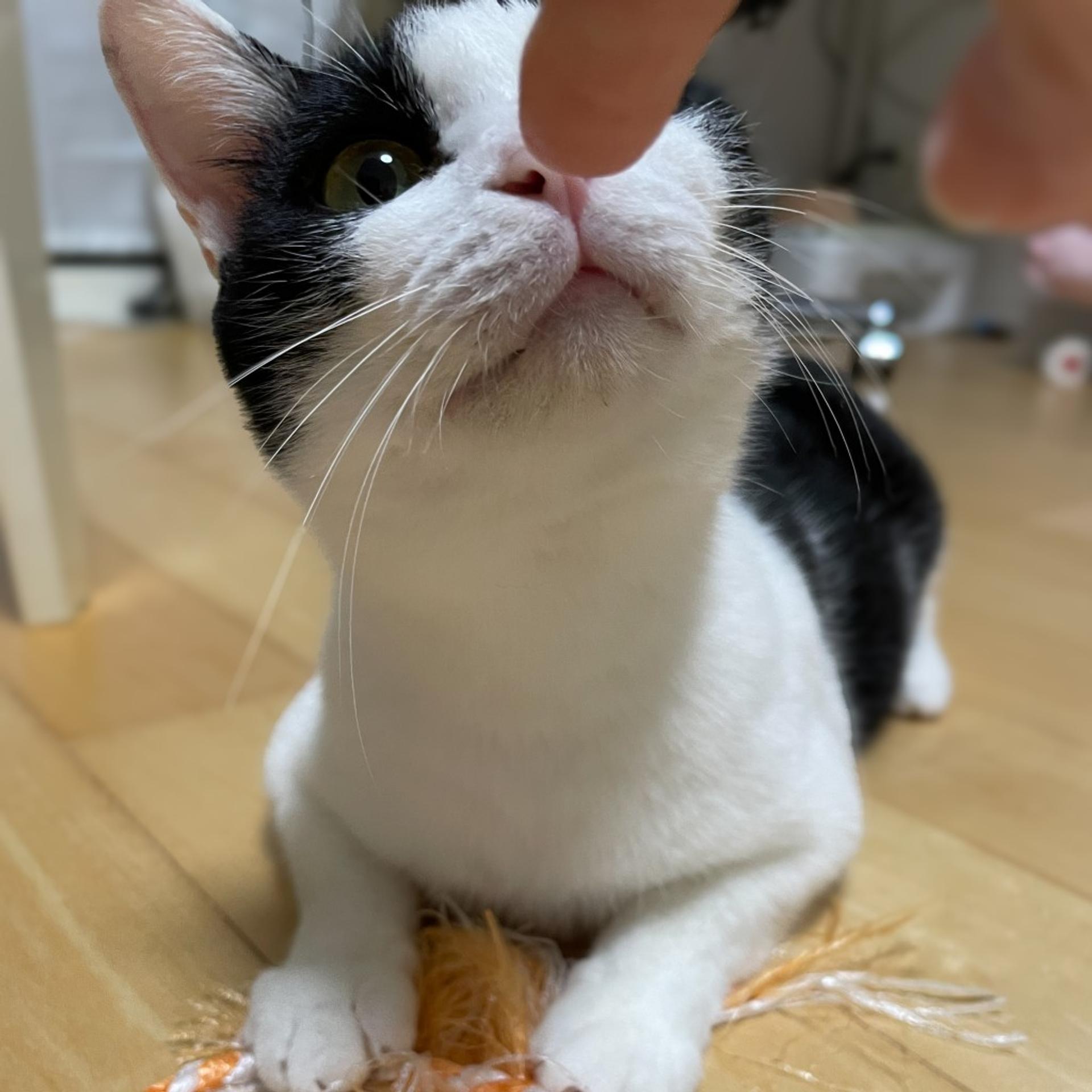 pet-image-6