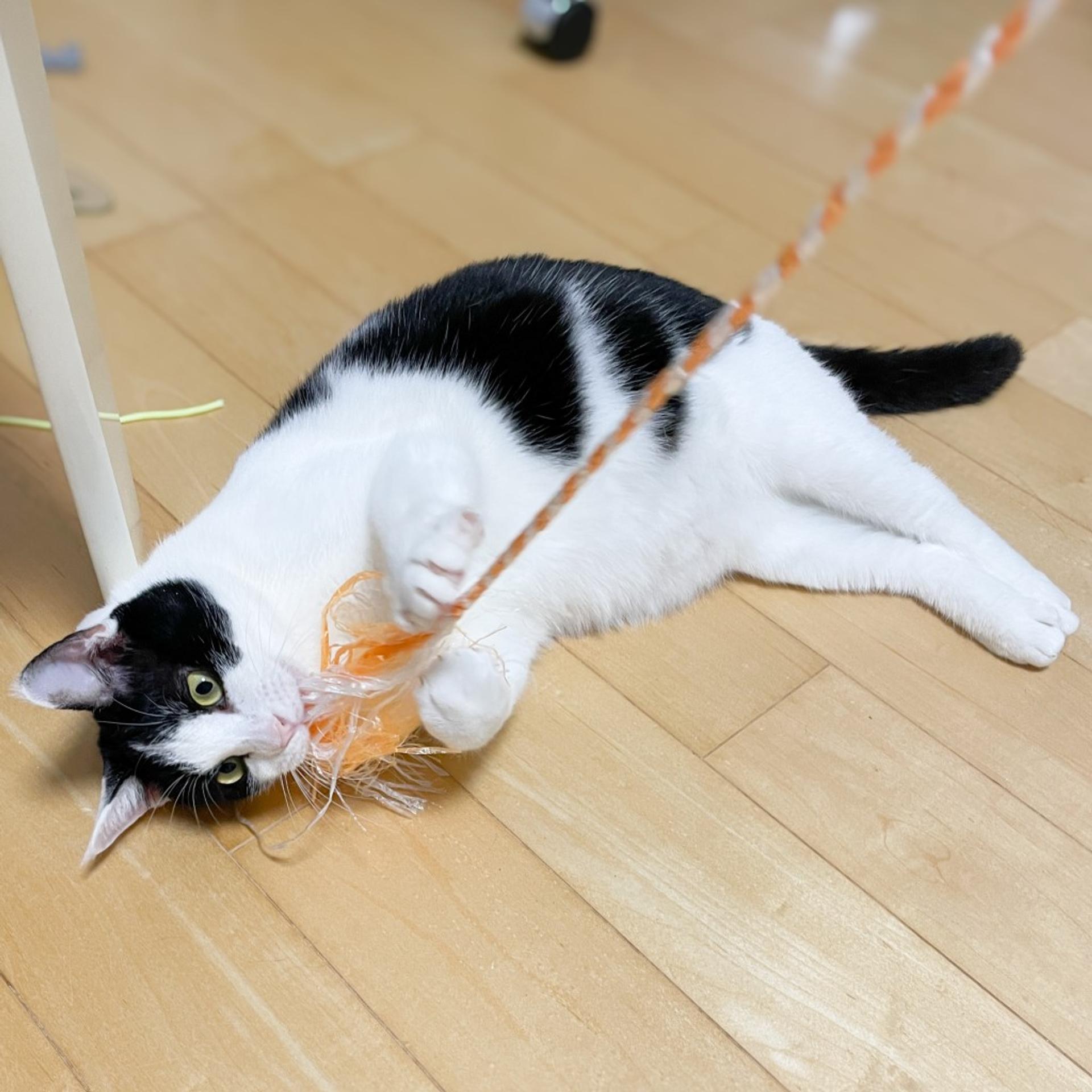 pet-image-7