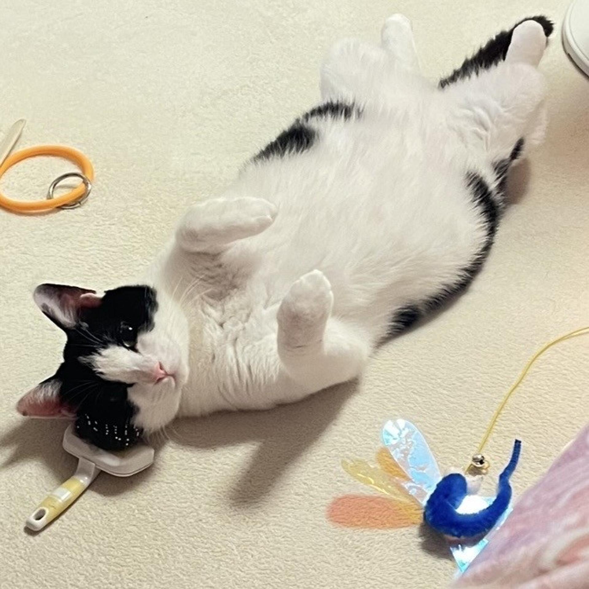 pet-image-8