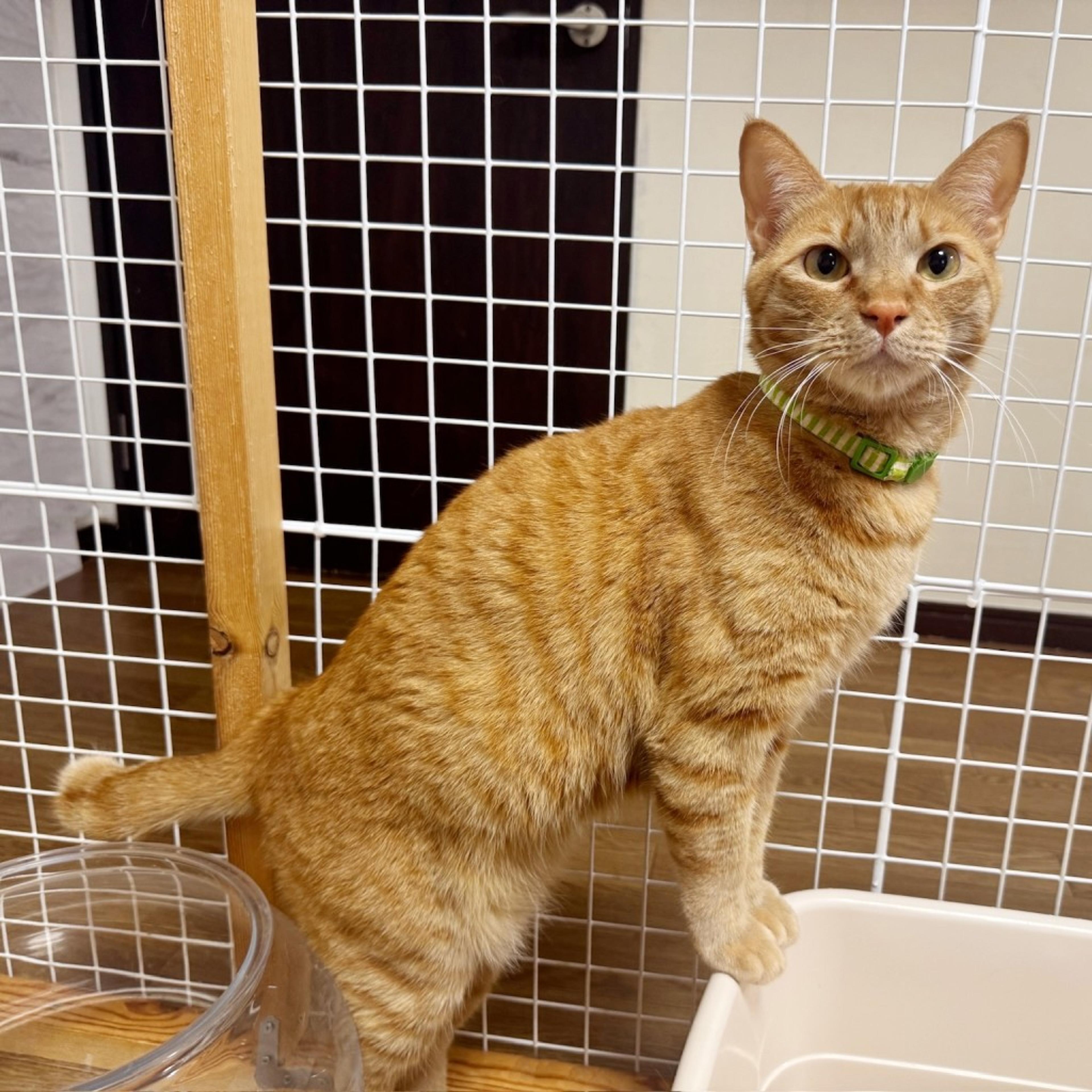 pet-image-2