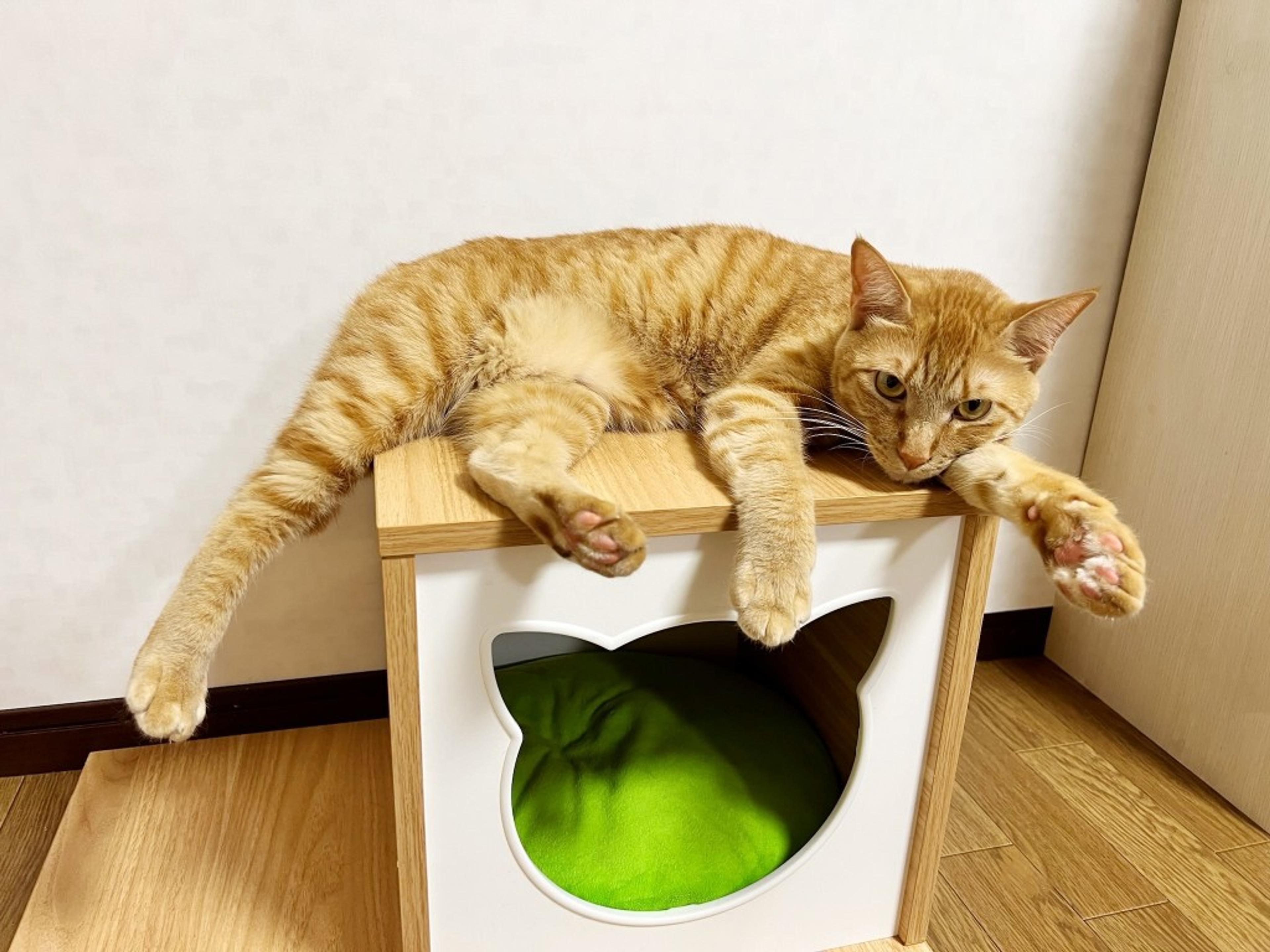 pet-image-3