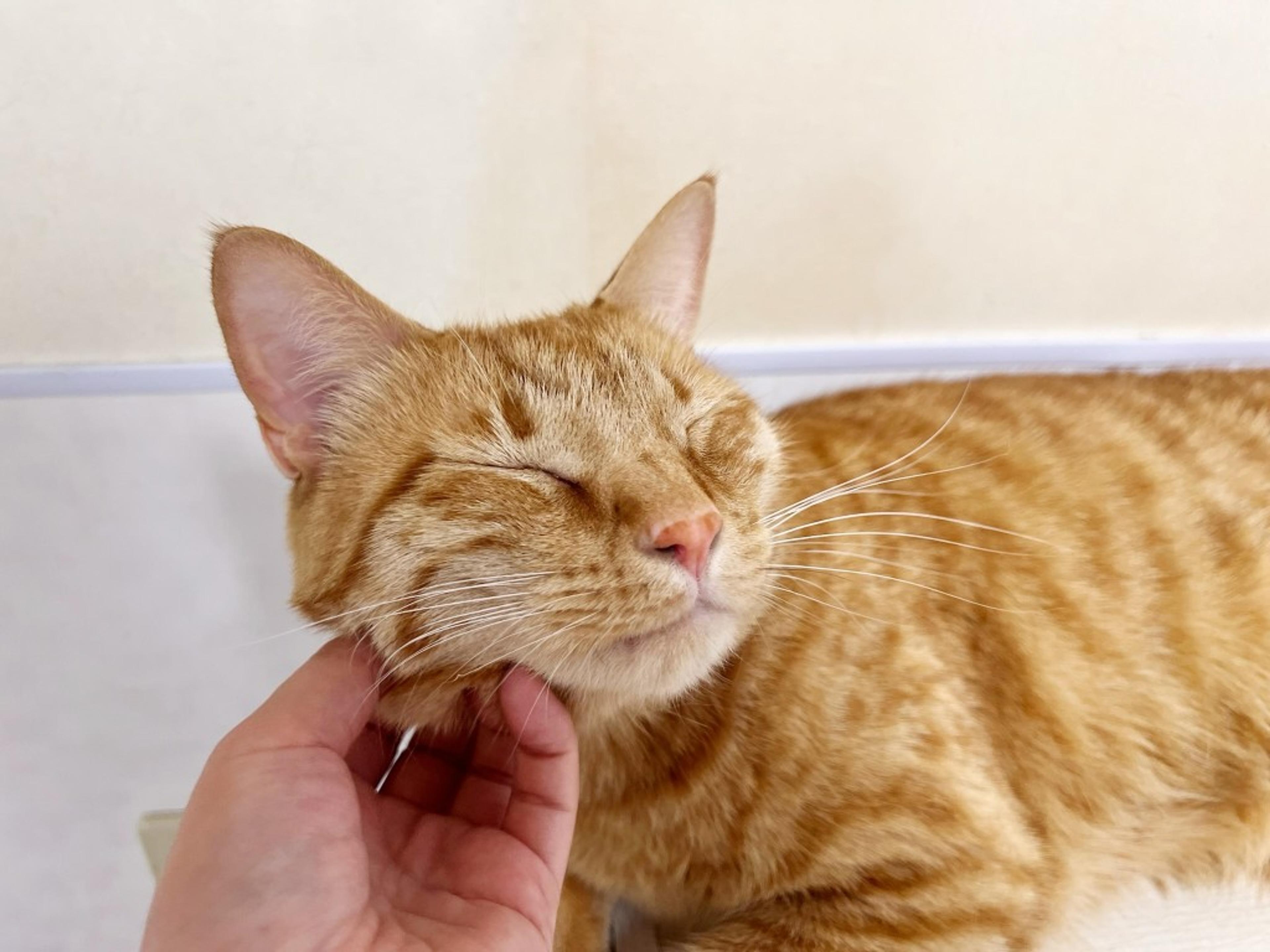 pet-image-4