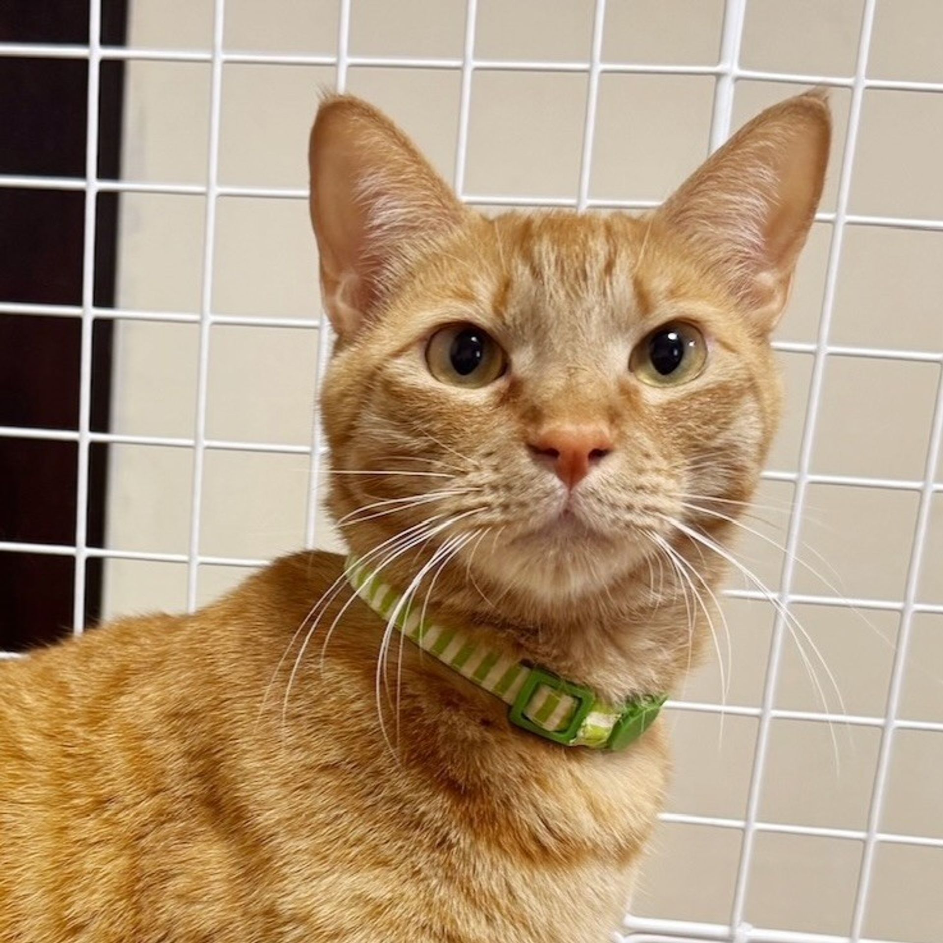 雑種（ミックス猫）・オスの里親募集の写真