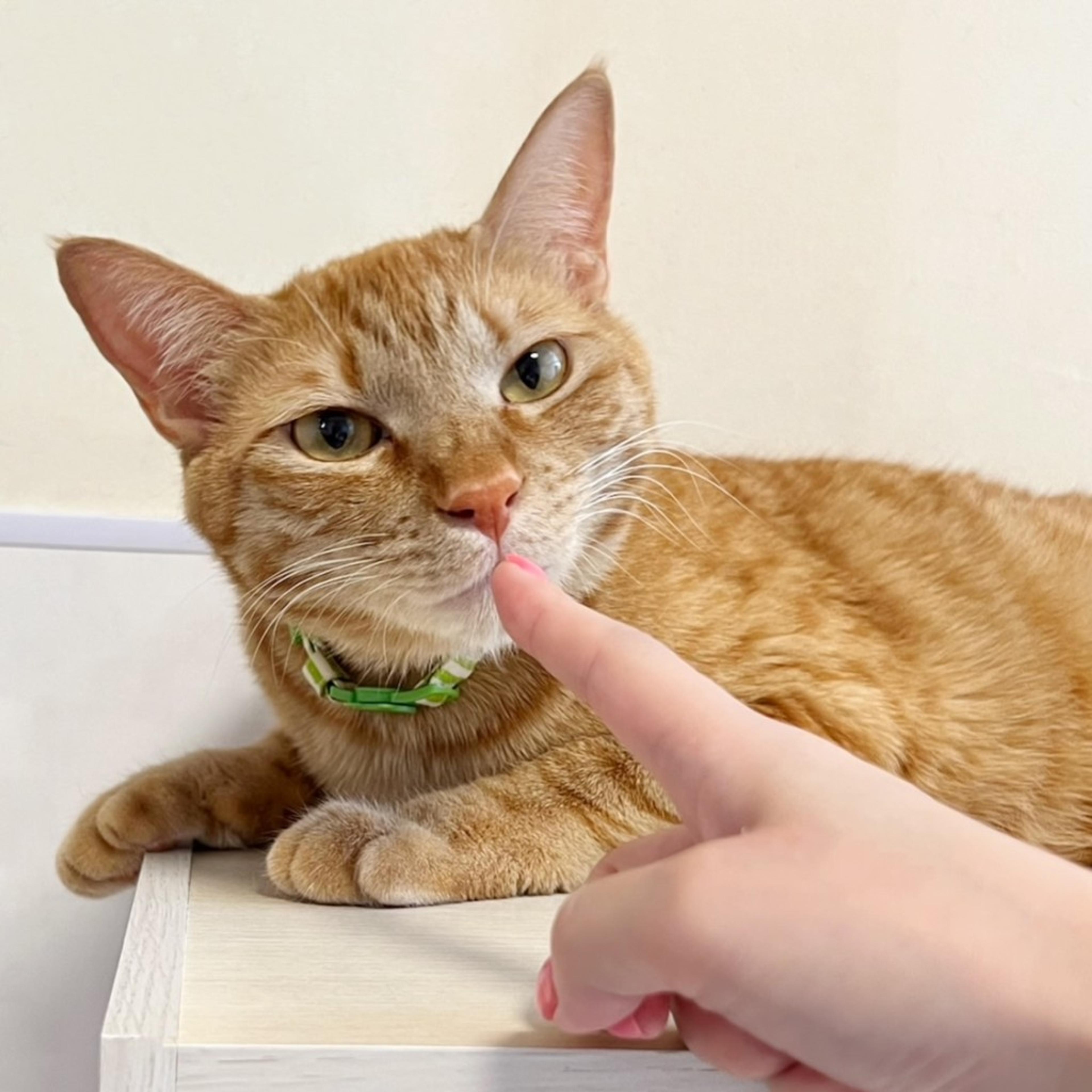 pet-image-7