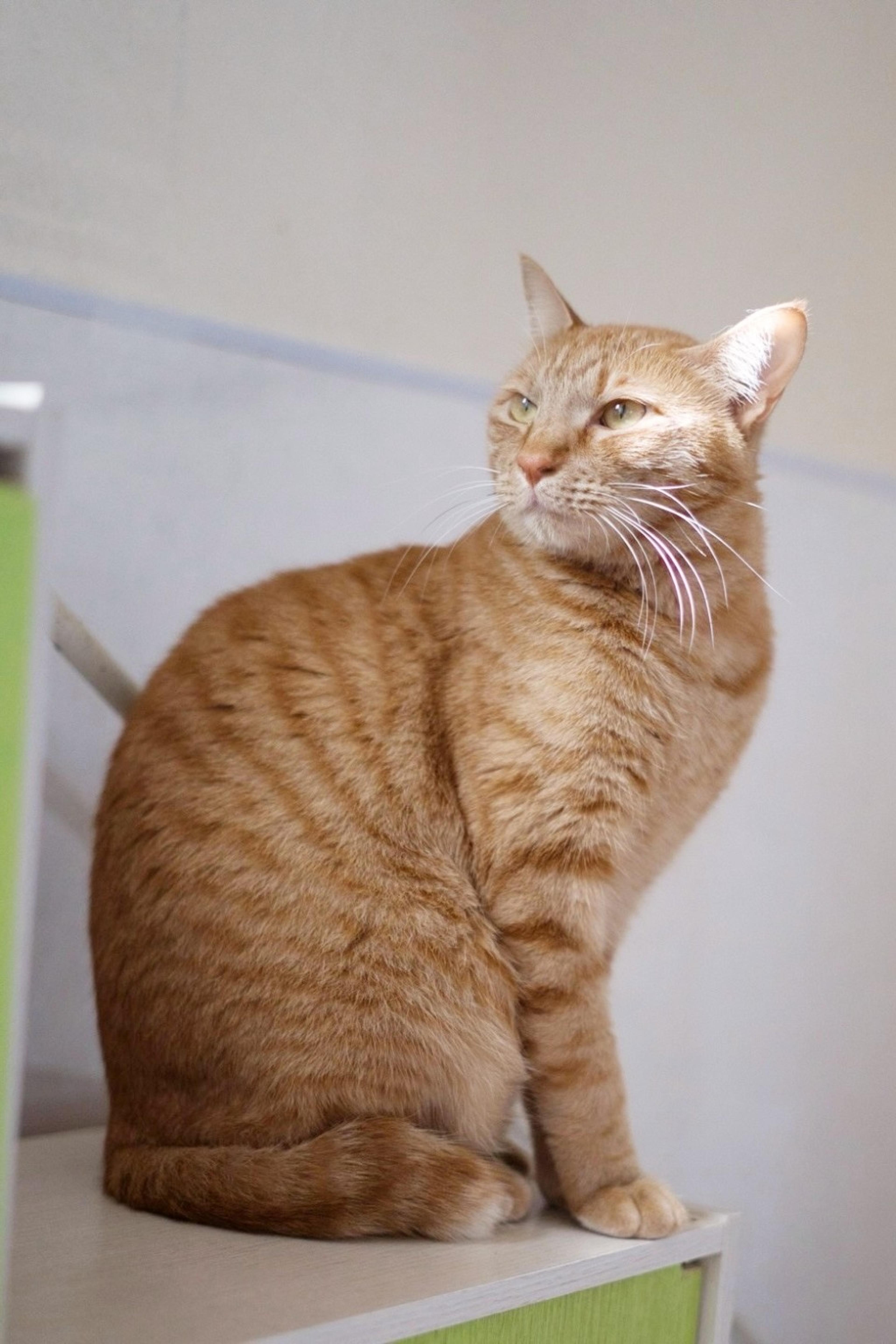 pet-image-5