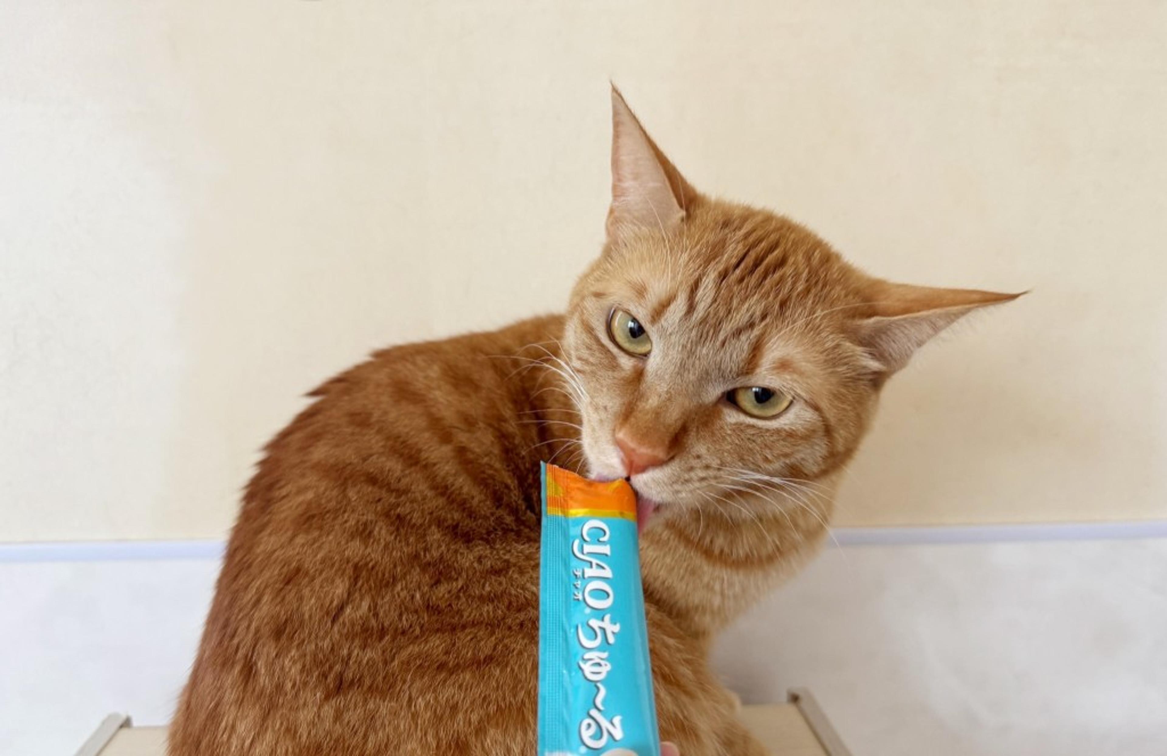 pet-image-6