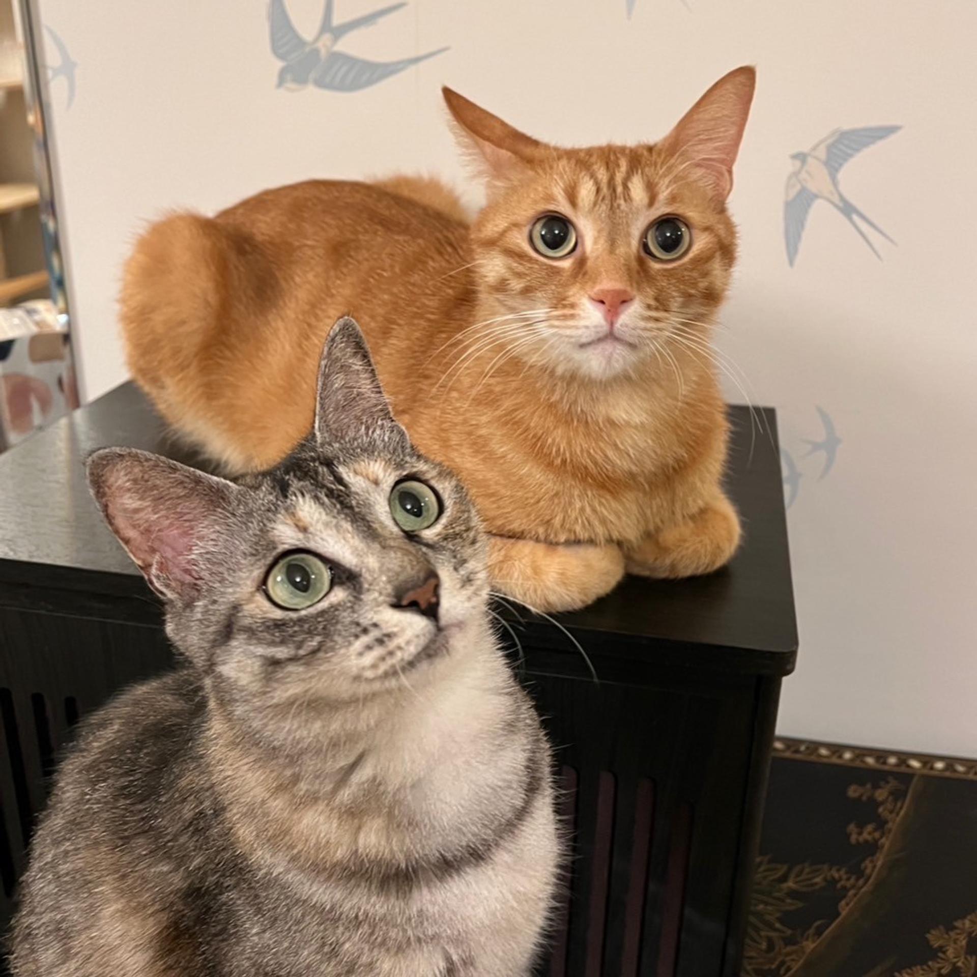 pet-image-4