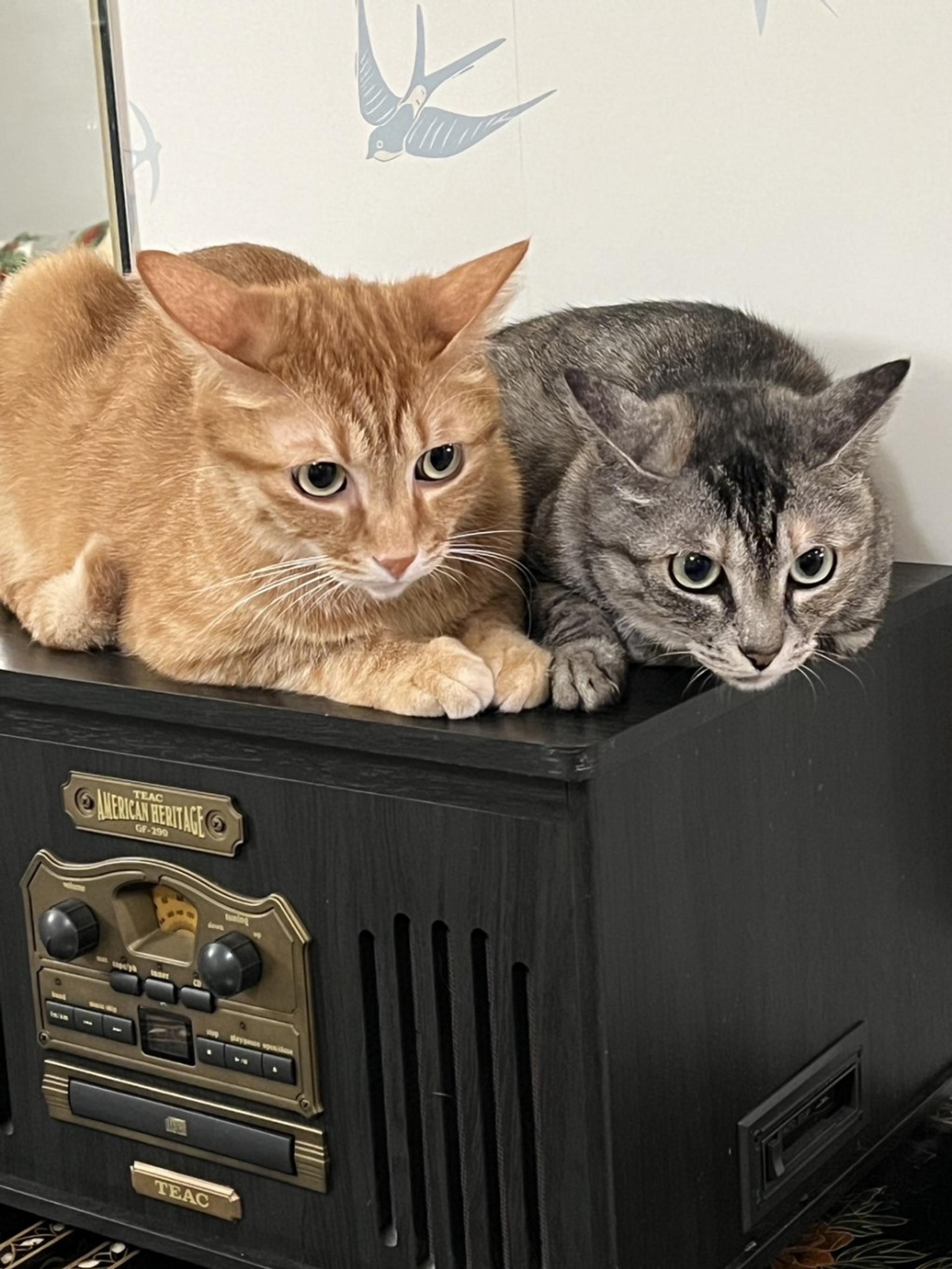pet-image-6