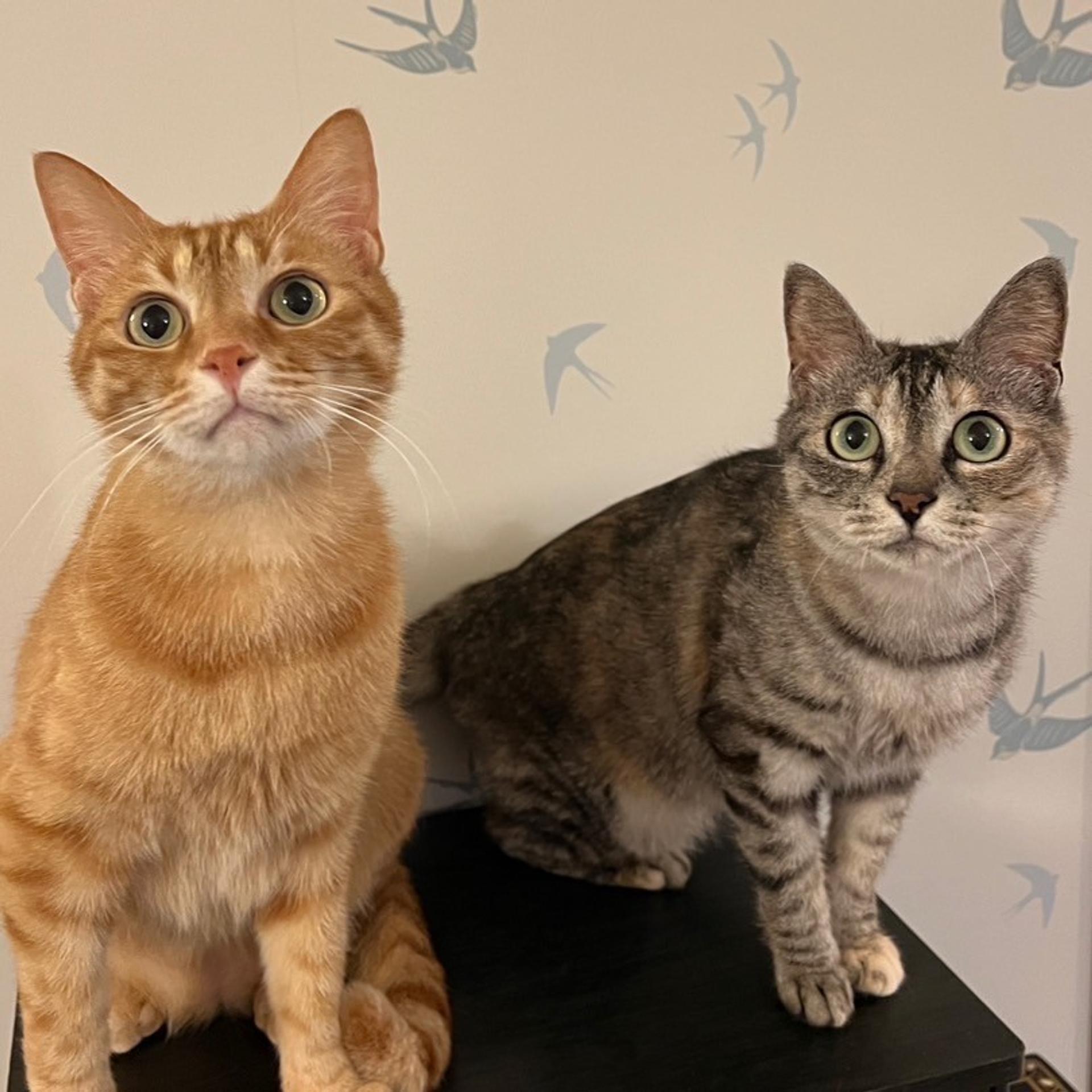 pet-image-8