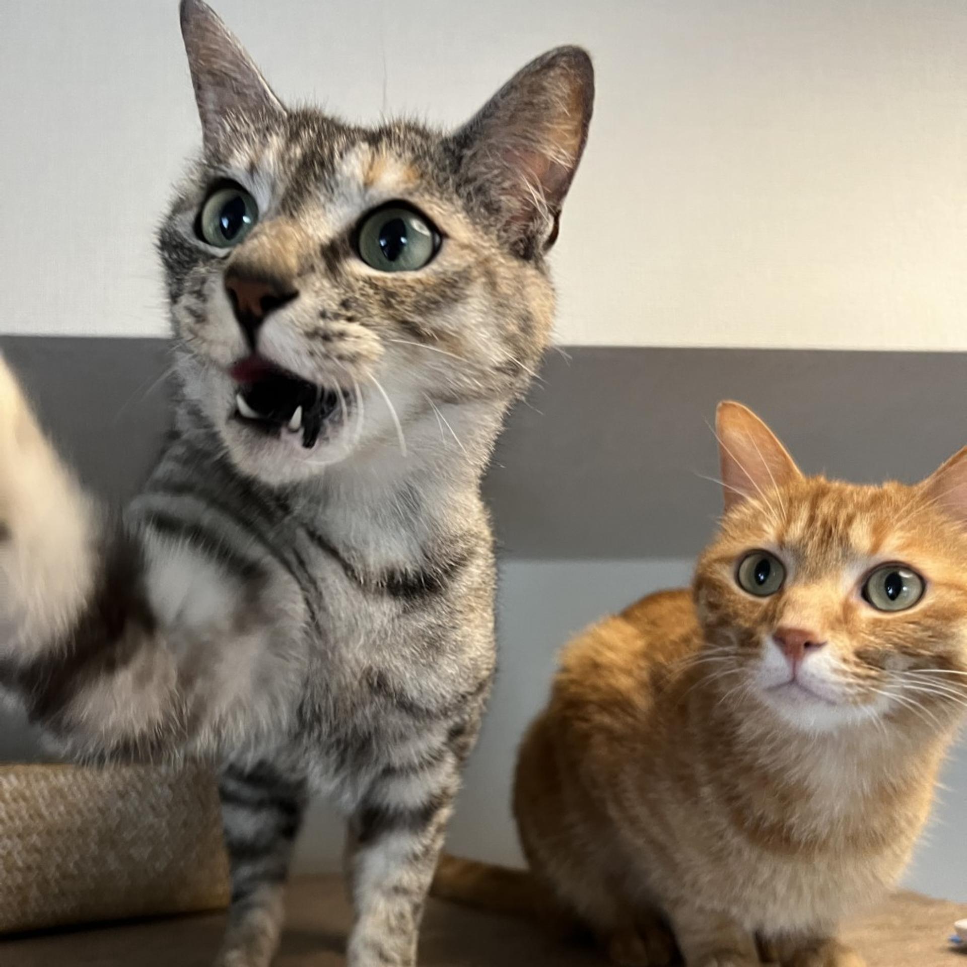 pet-image-9