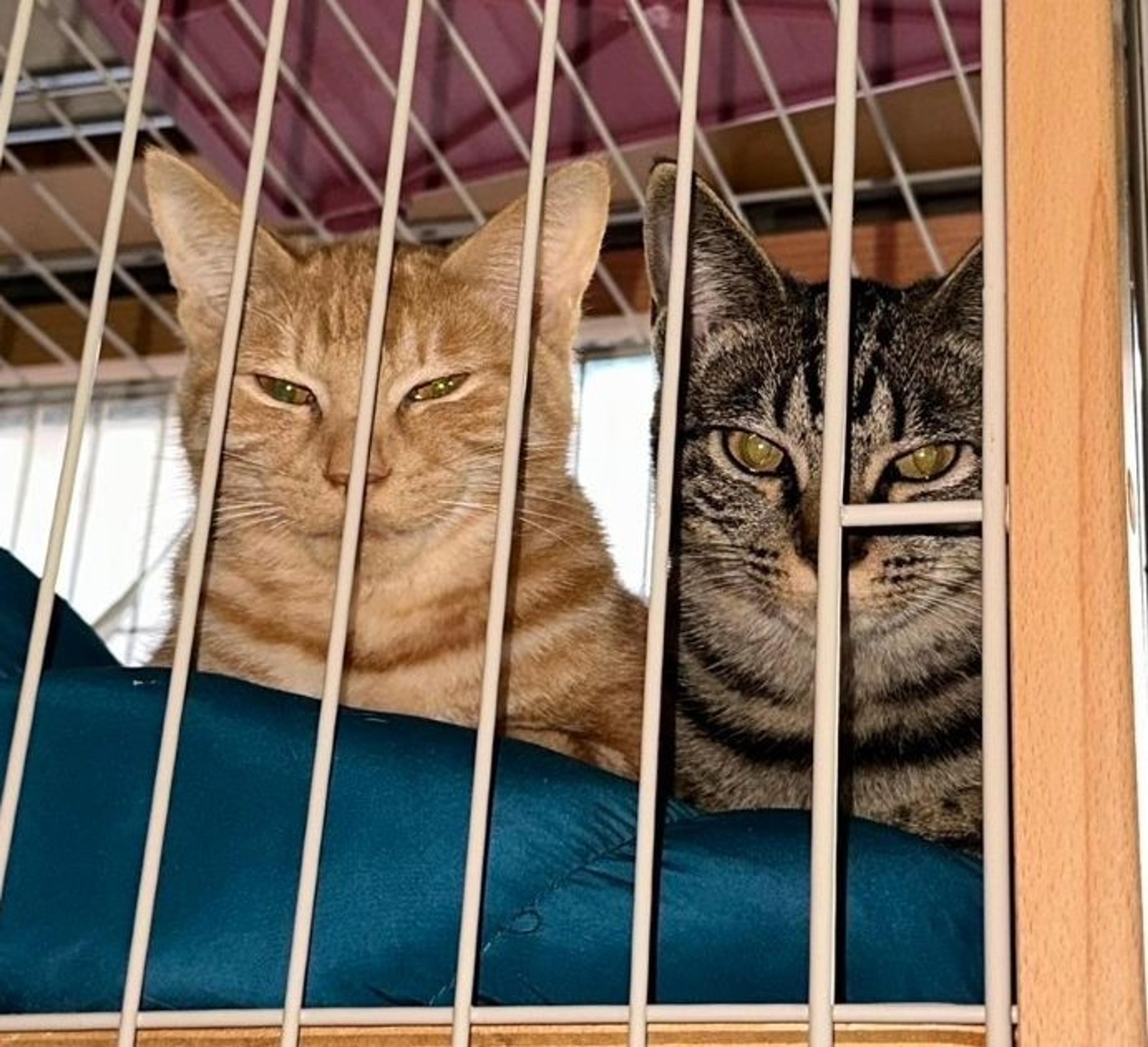pet-image-4