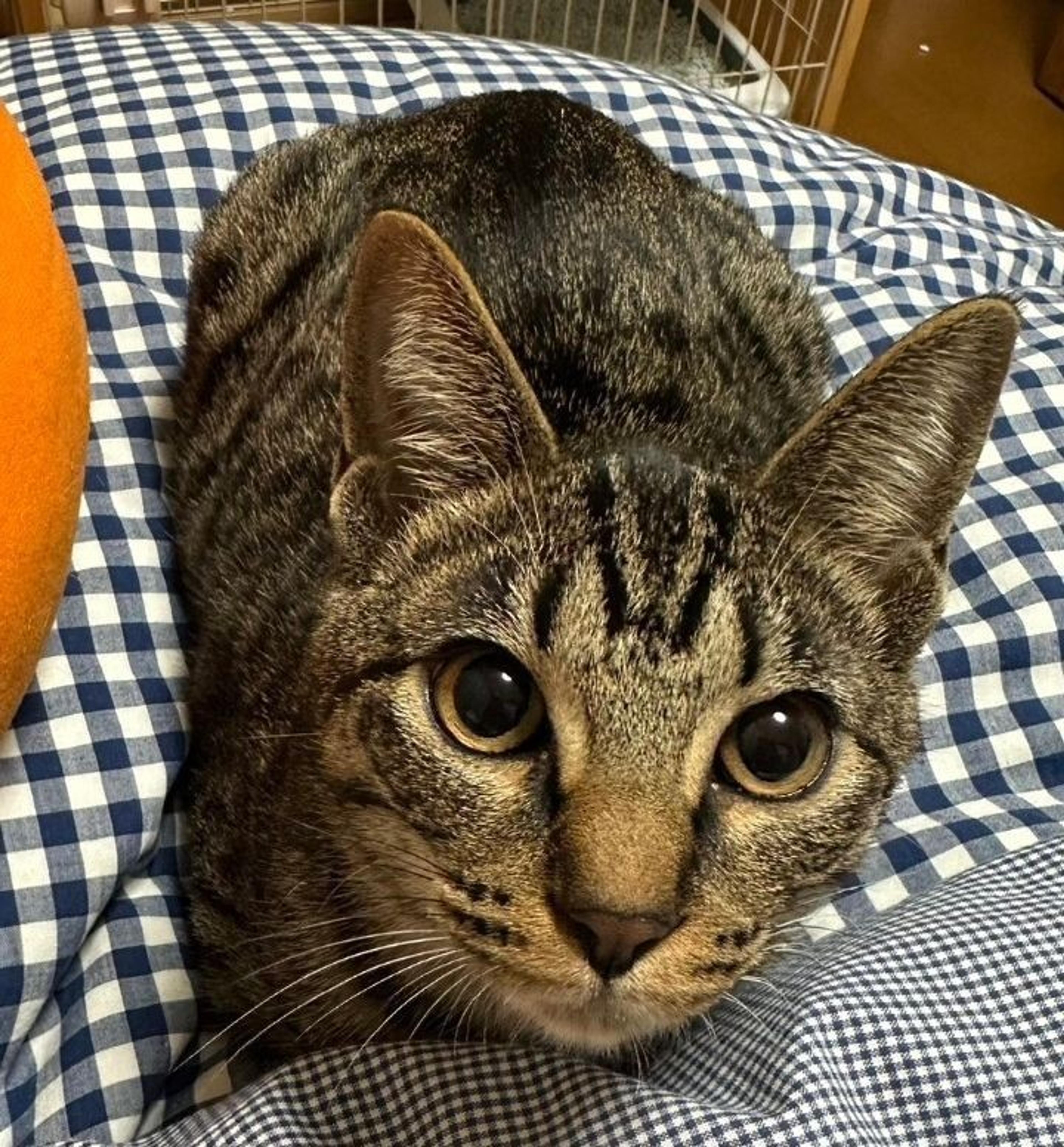 pet-image-6