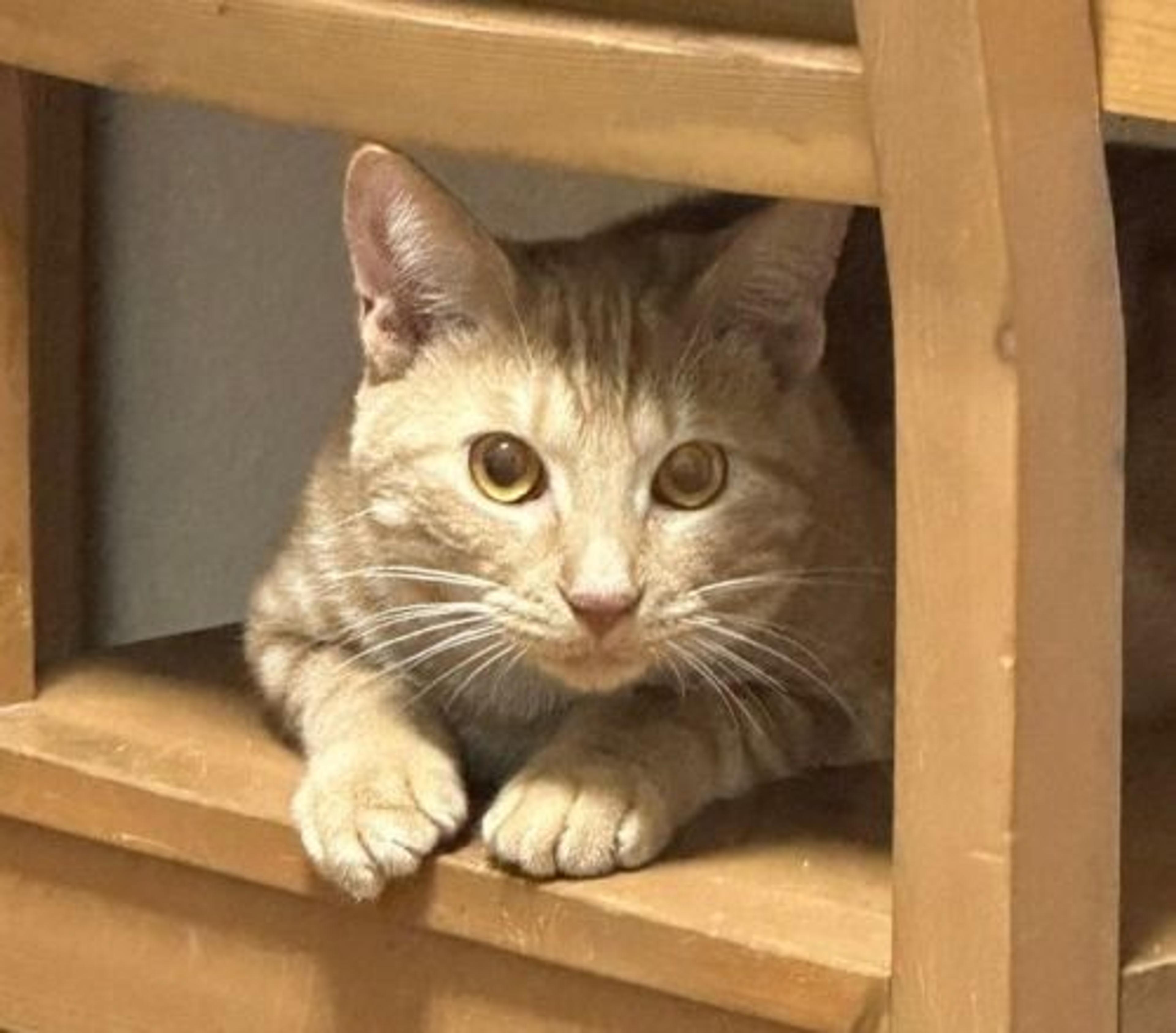 pet-image-8