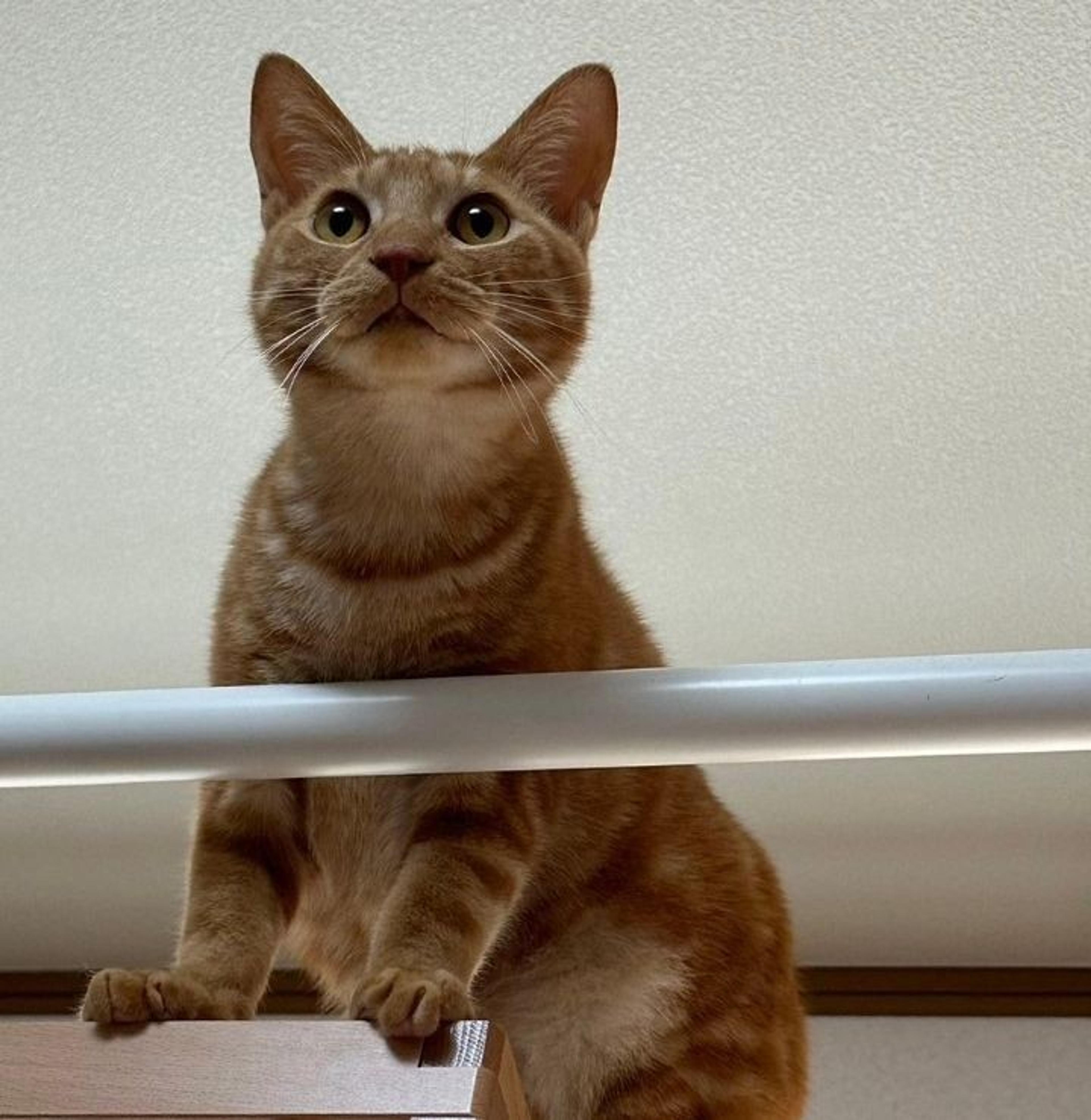 pet-image-9