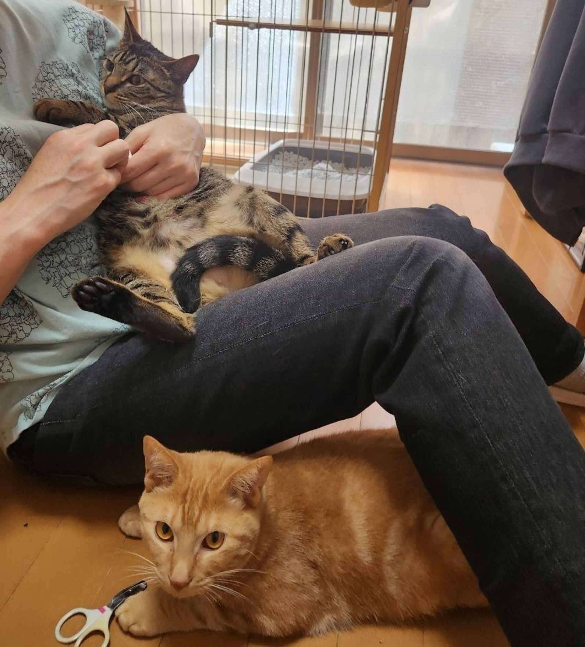 雑種（ミックス猫）・オスの里親募集の写真