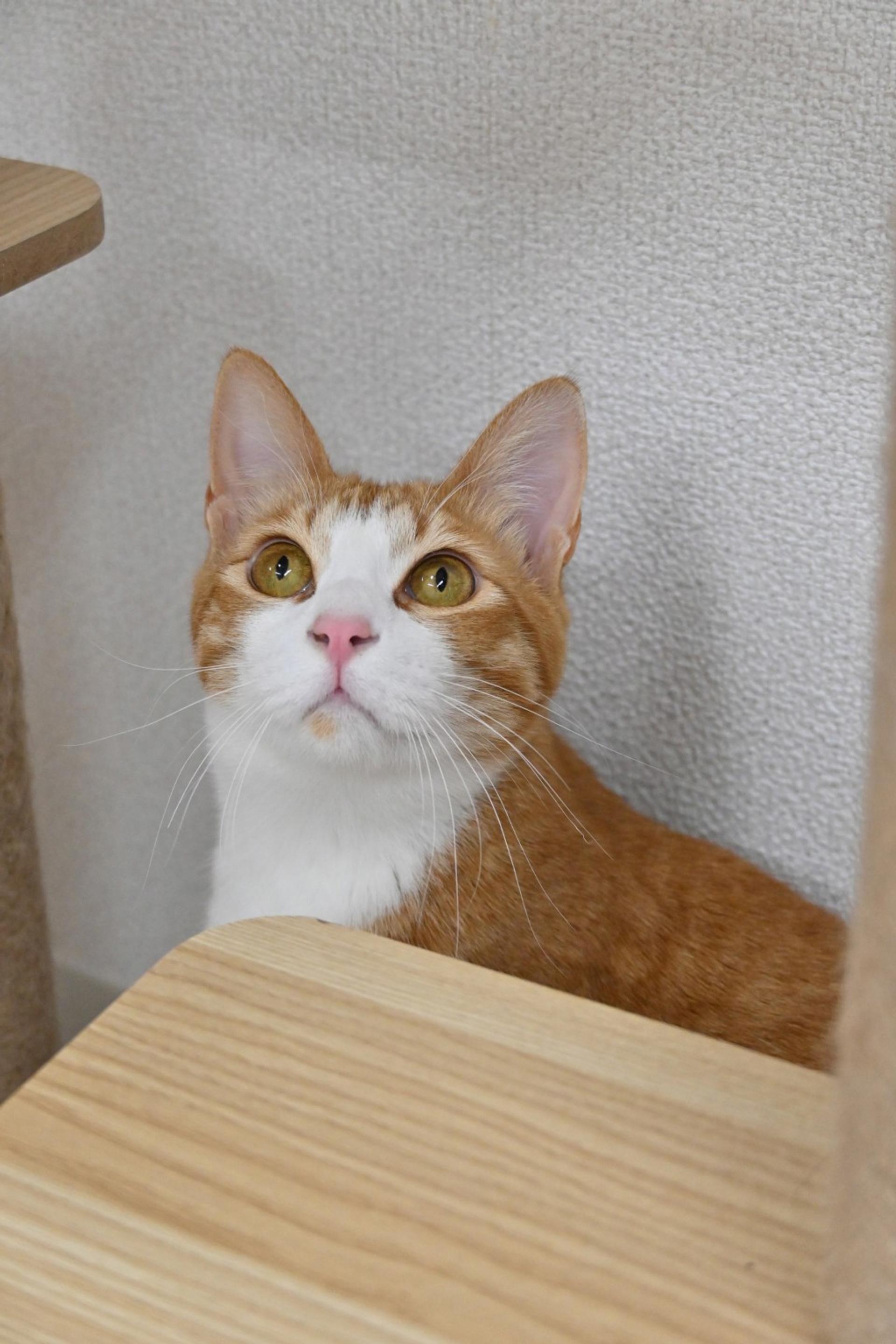 pet-image-4