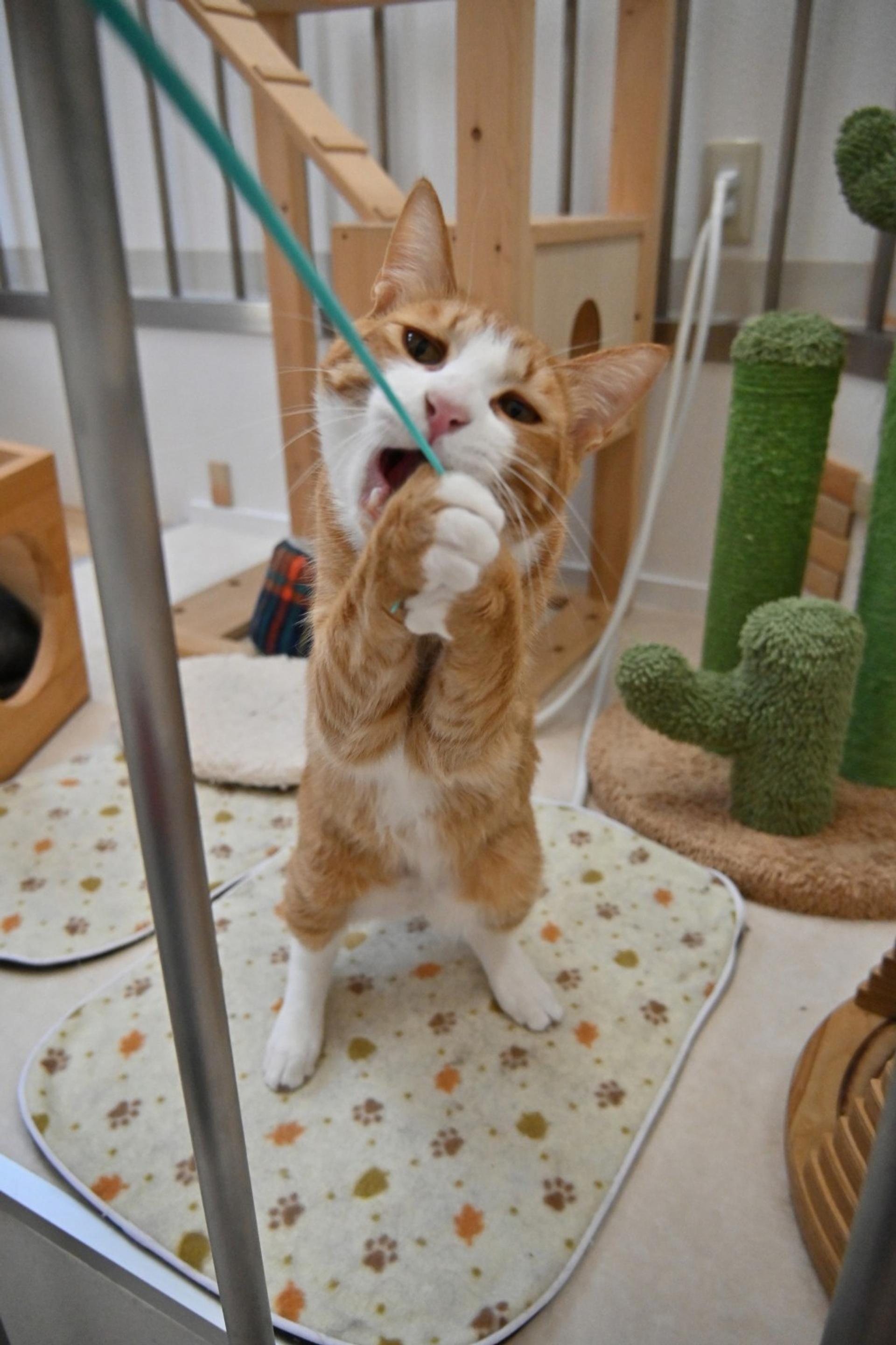 pet-image-8