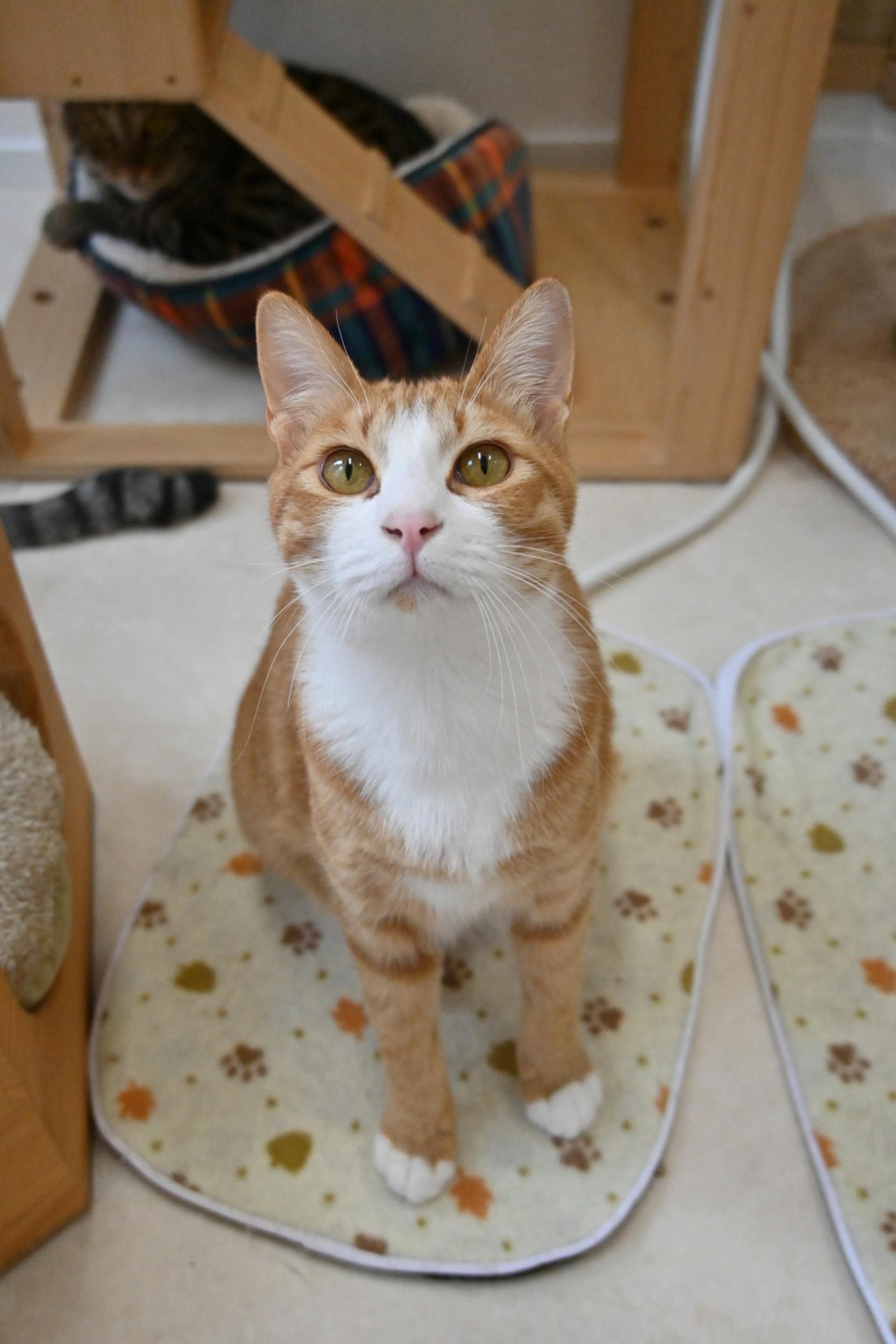 pet-image-6