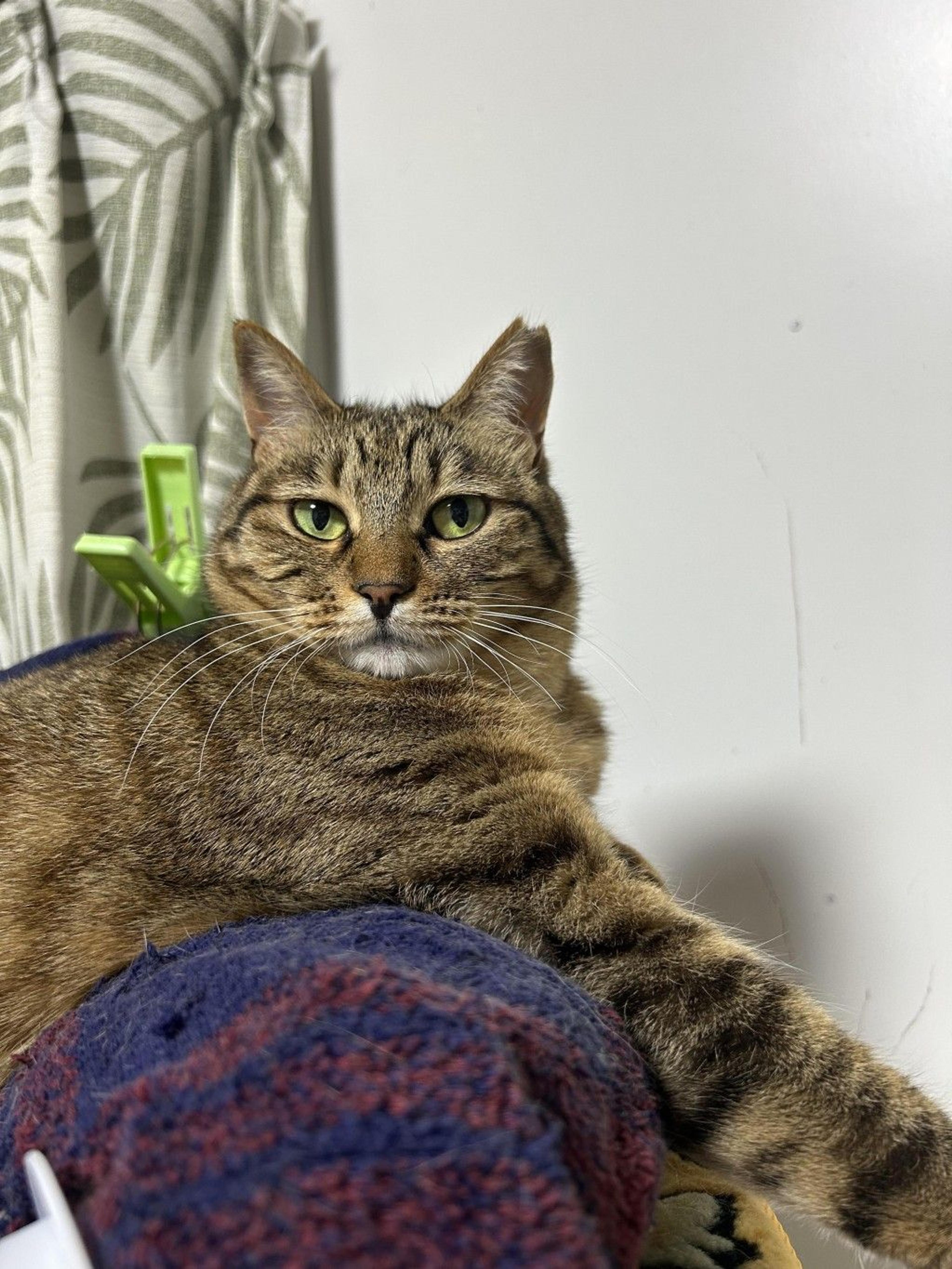 pet-image-2