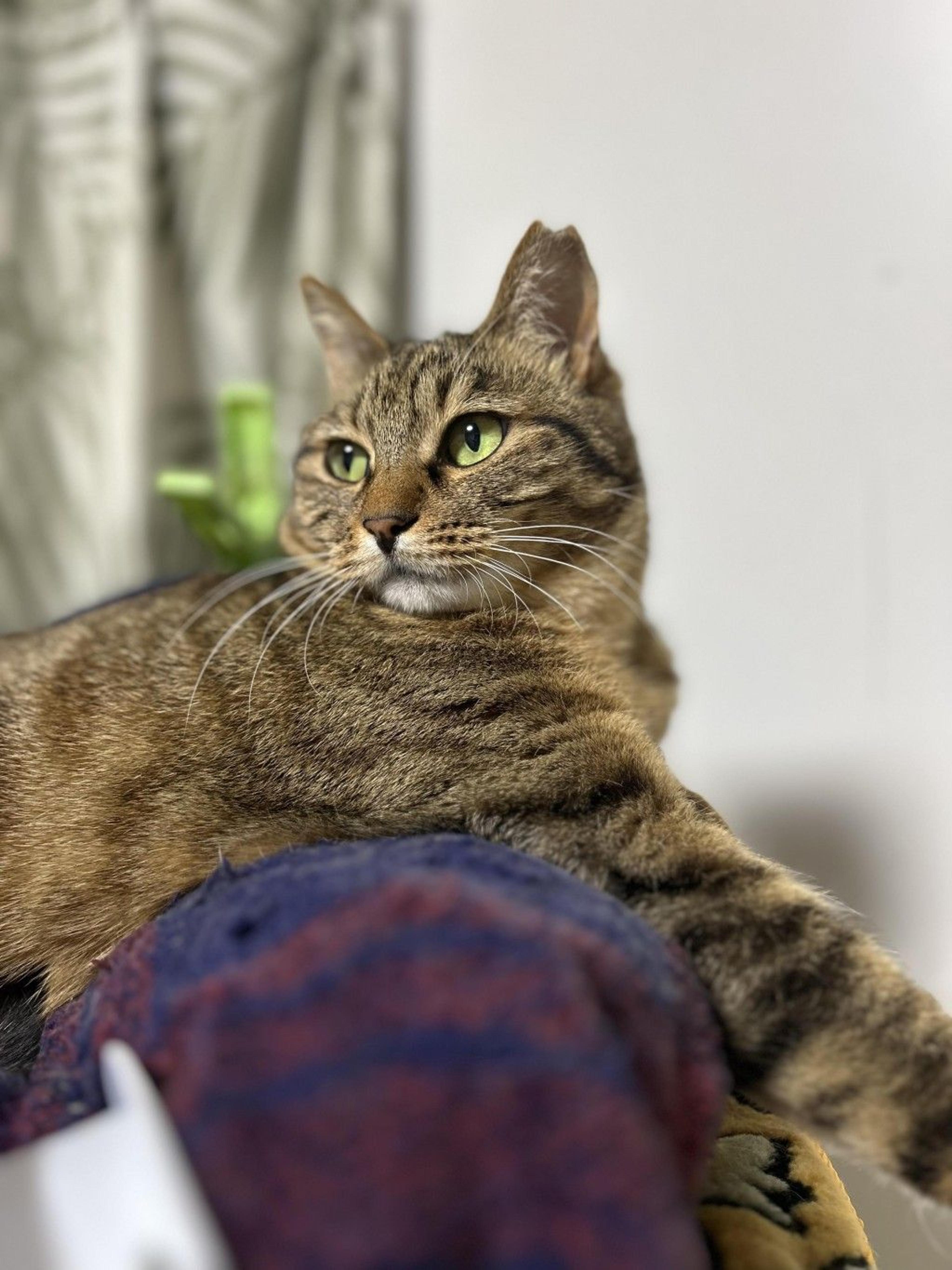 pet-image-3