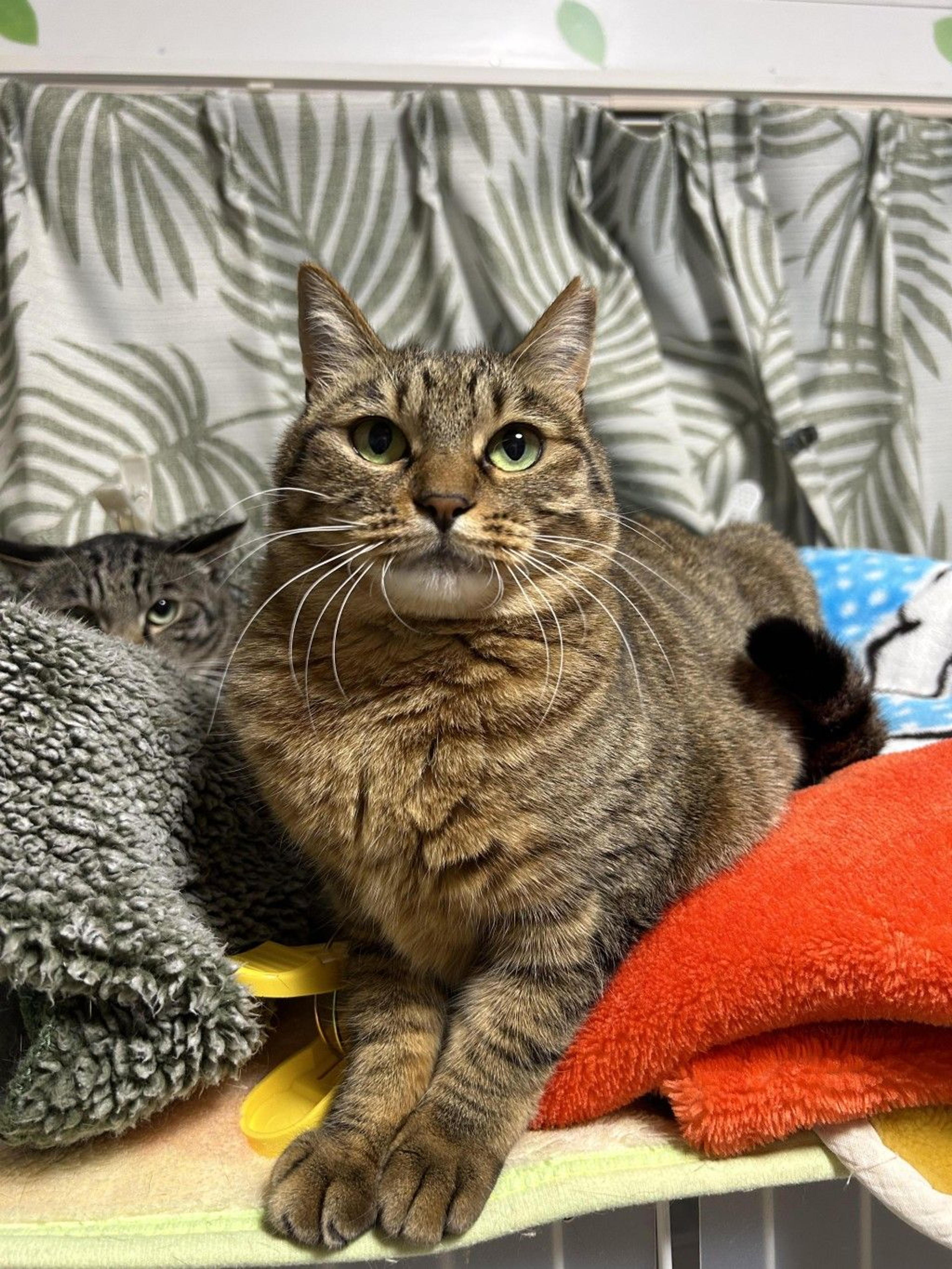 pet-image-4