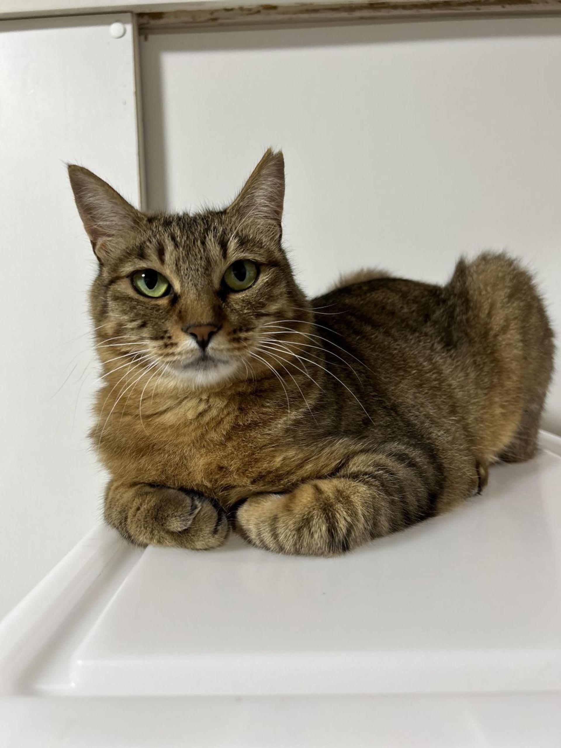 pet-image-5