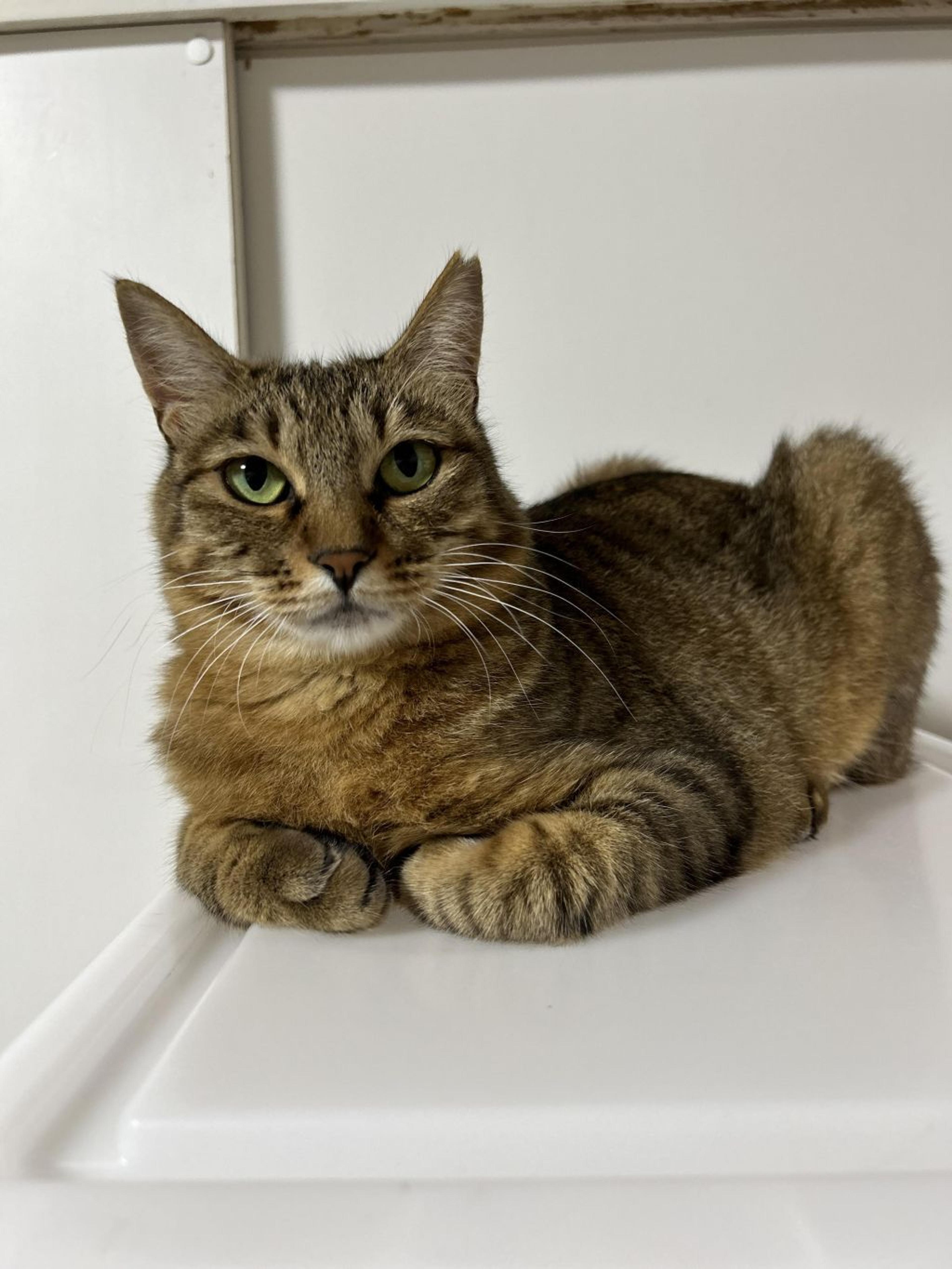 pet-image-5