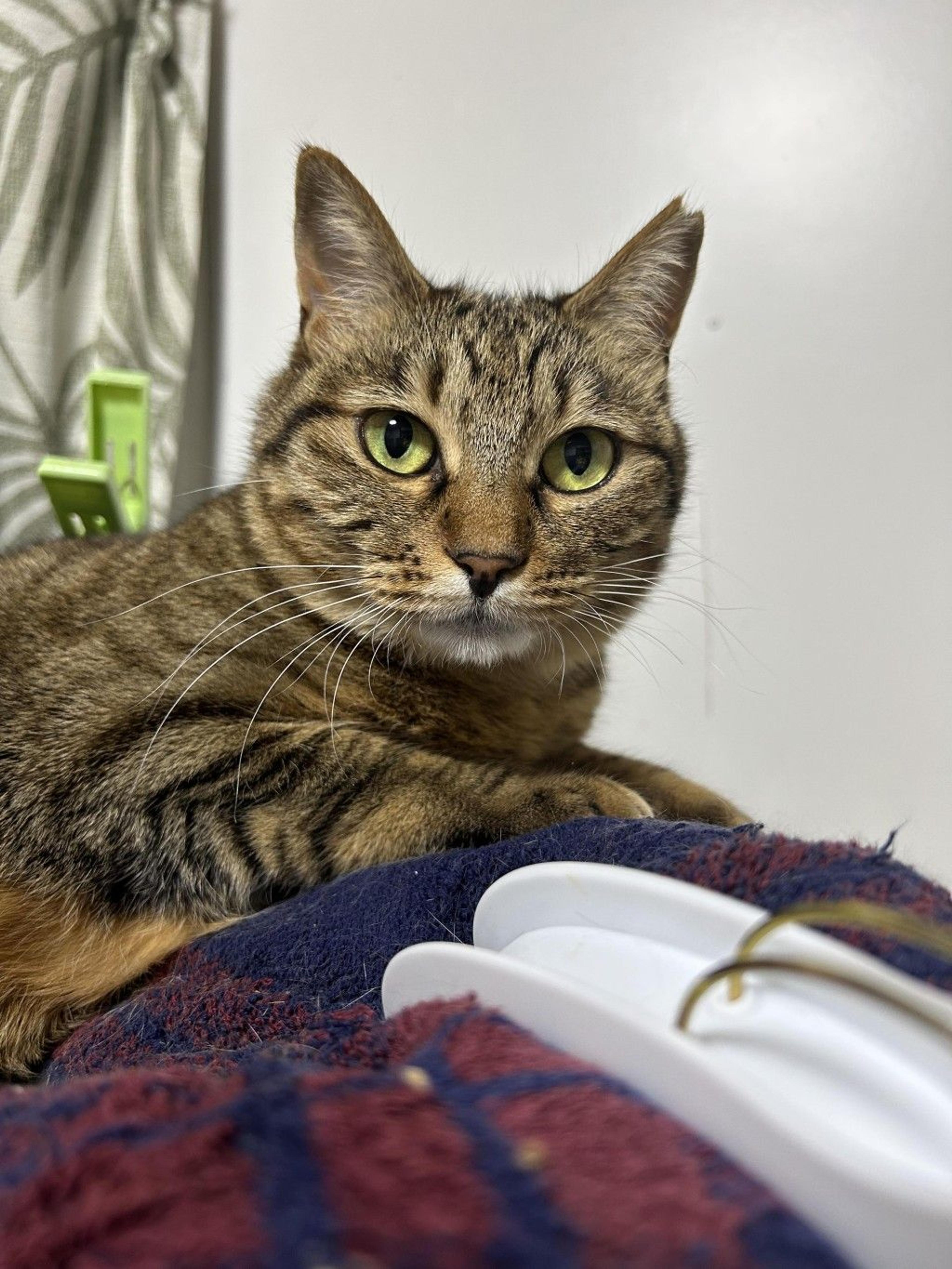pet-image-6