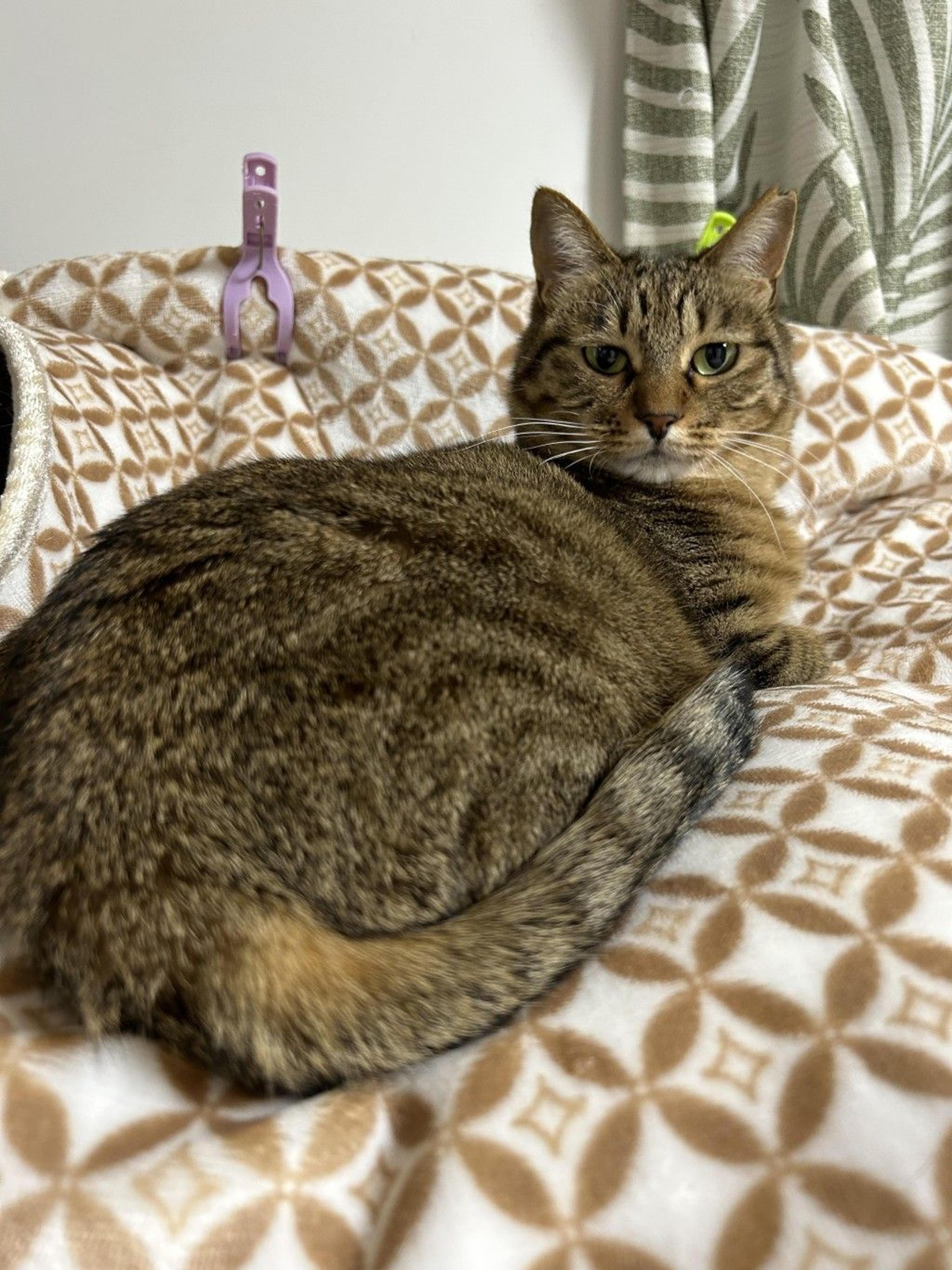 pet-image-7
