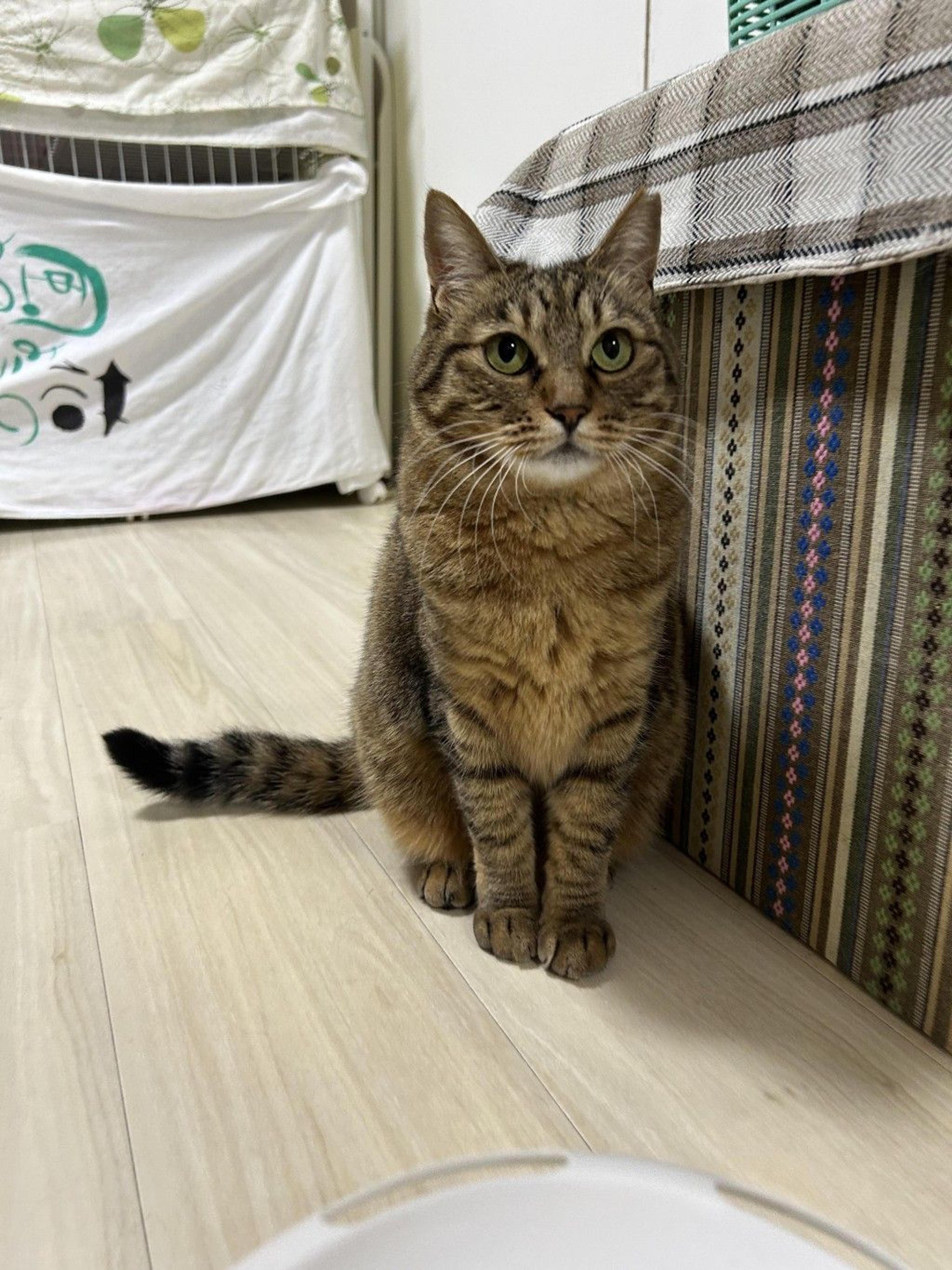 pet-image-8