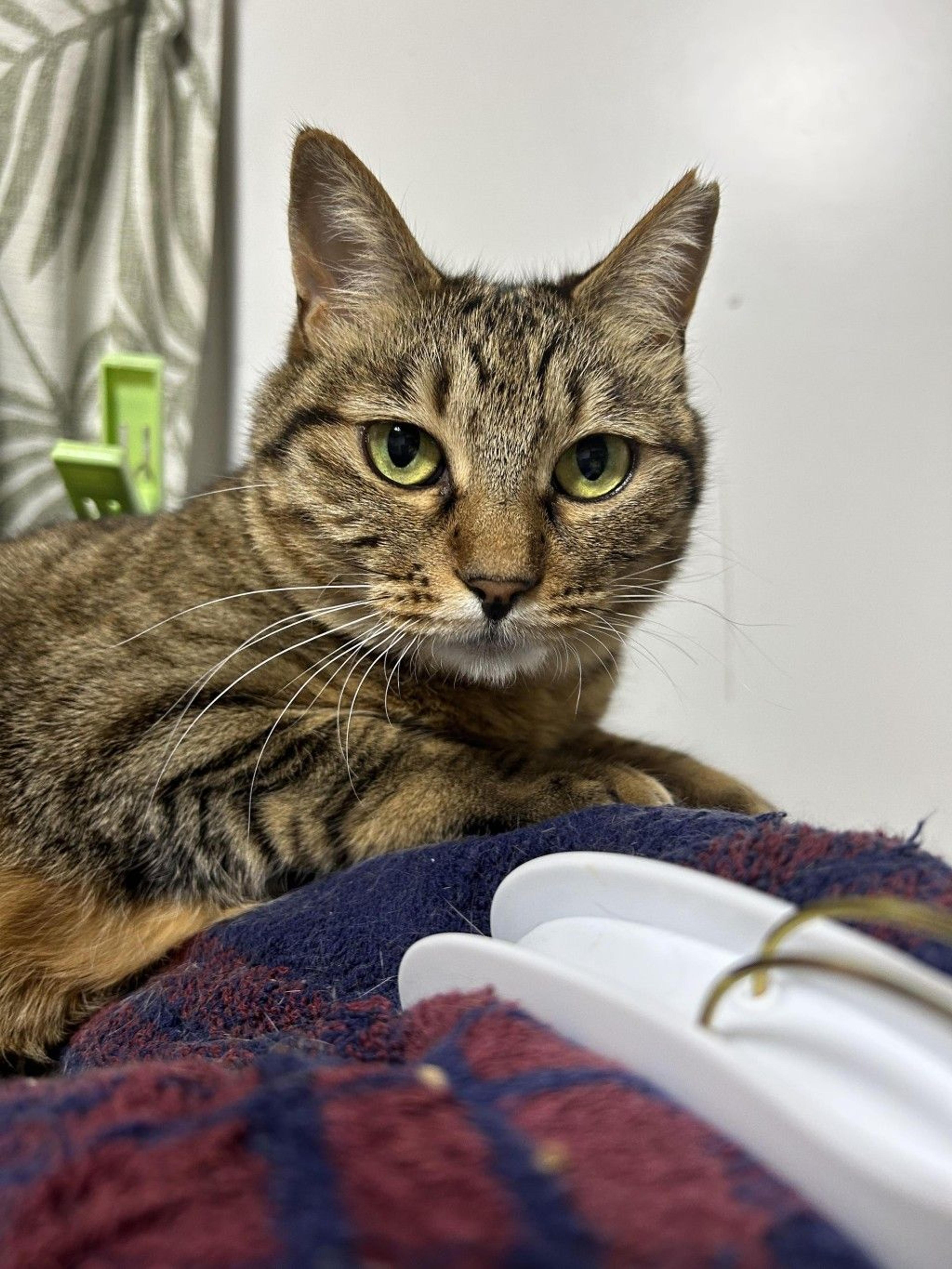 pet-image-9