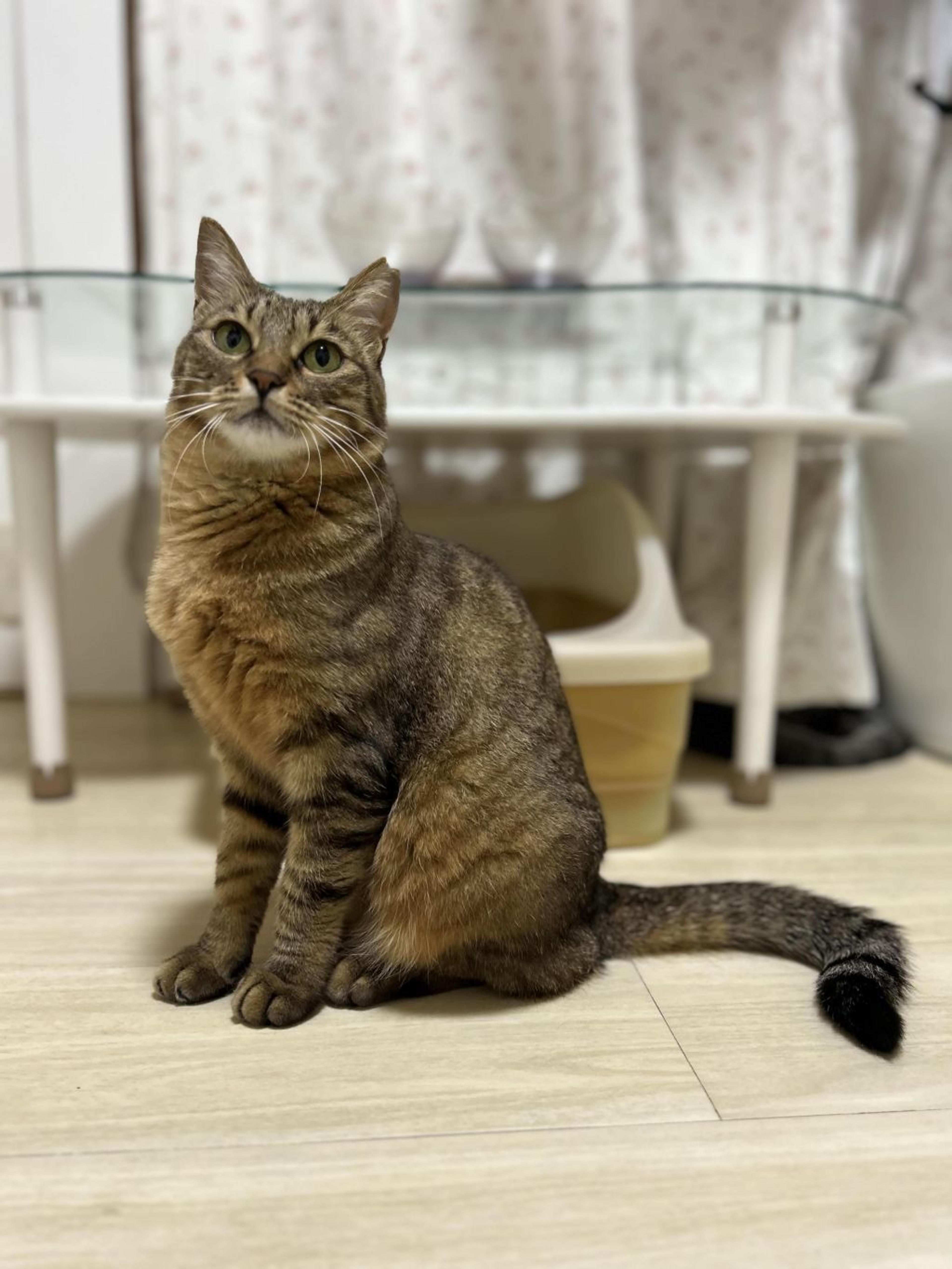 pet-image-10