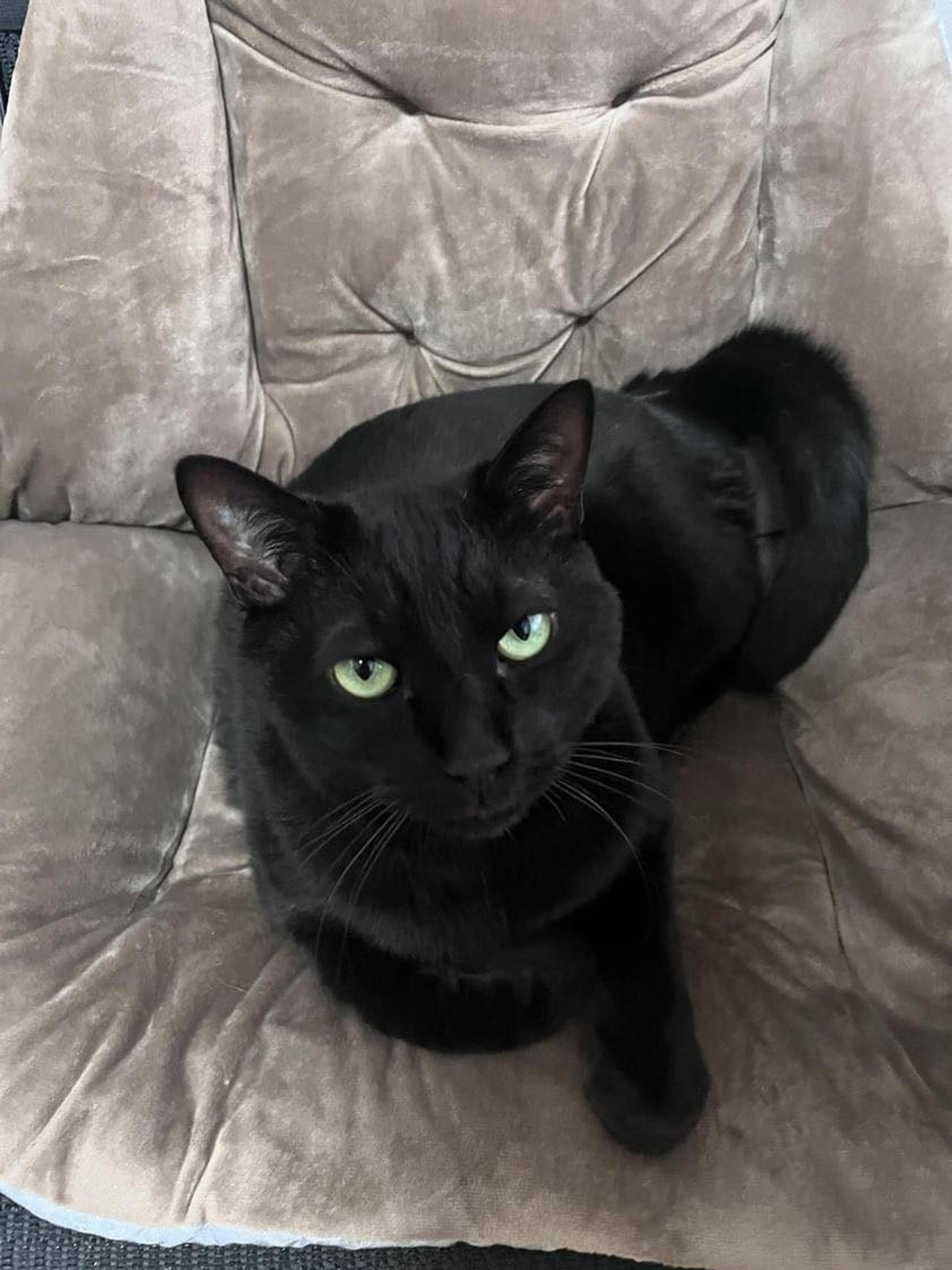 pet-image-2